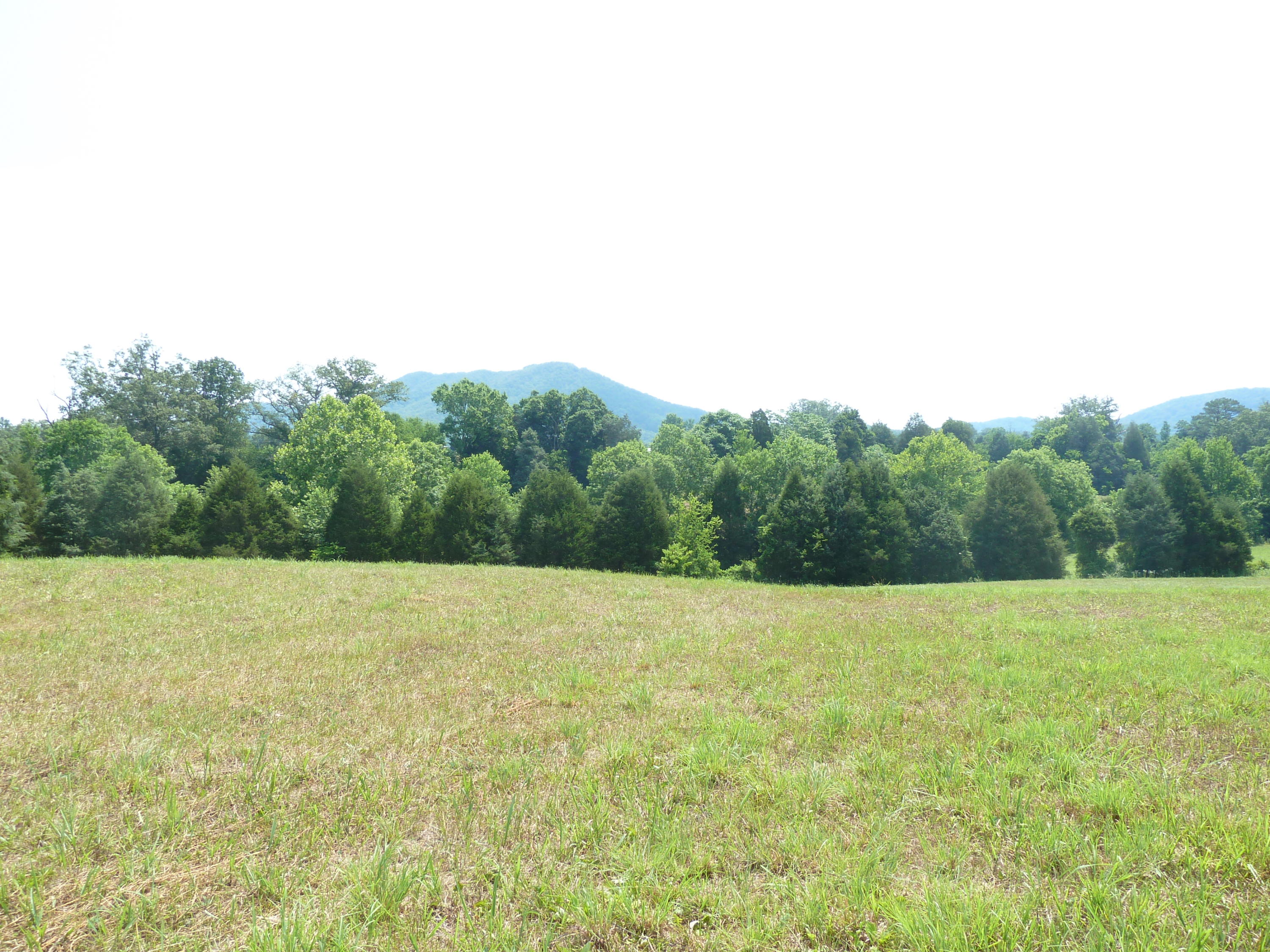 5103 Roberts Road Corryton, TN 37721 - Photo 8 of 16 amtn viewRoberts Rd, 5103 6-14-11 090 (9