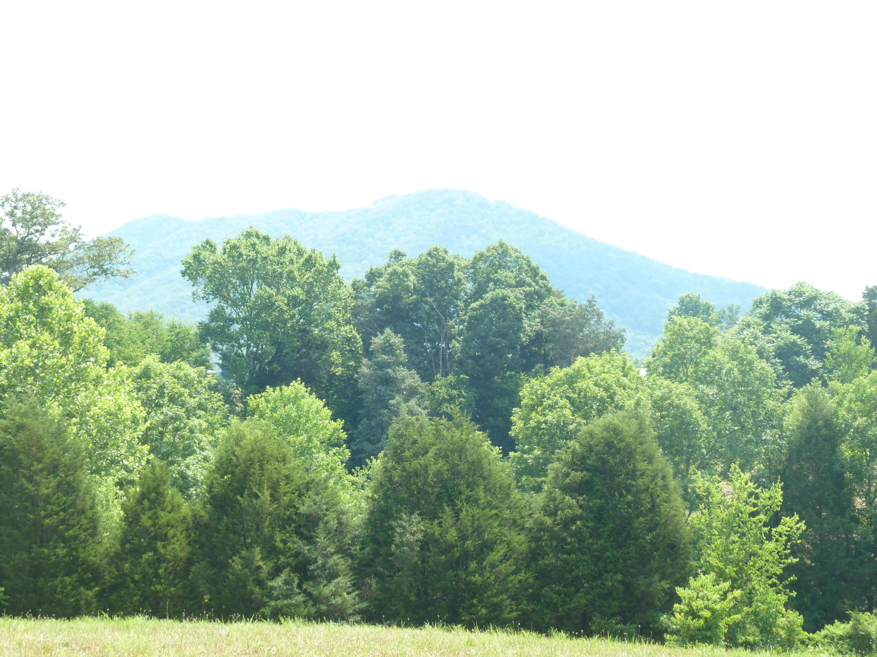 5103 Roberts Road Corryton, TN 37721 - Photo 9 of 16 amtn viewRoberts Rd, 5103 6-14-11 090 (1