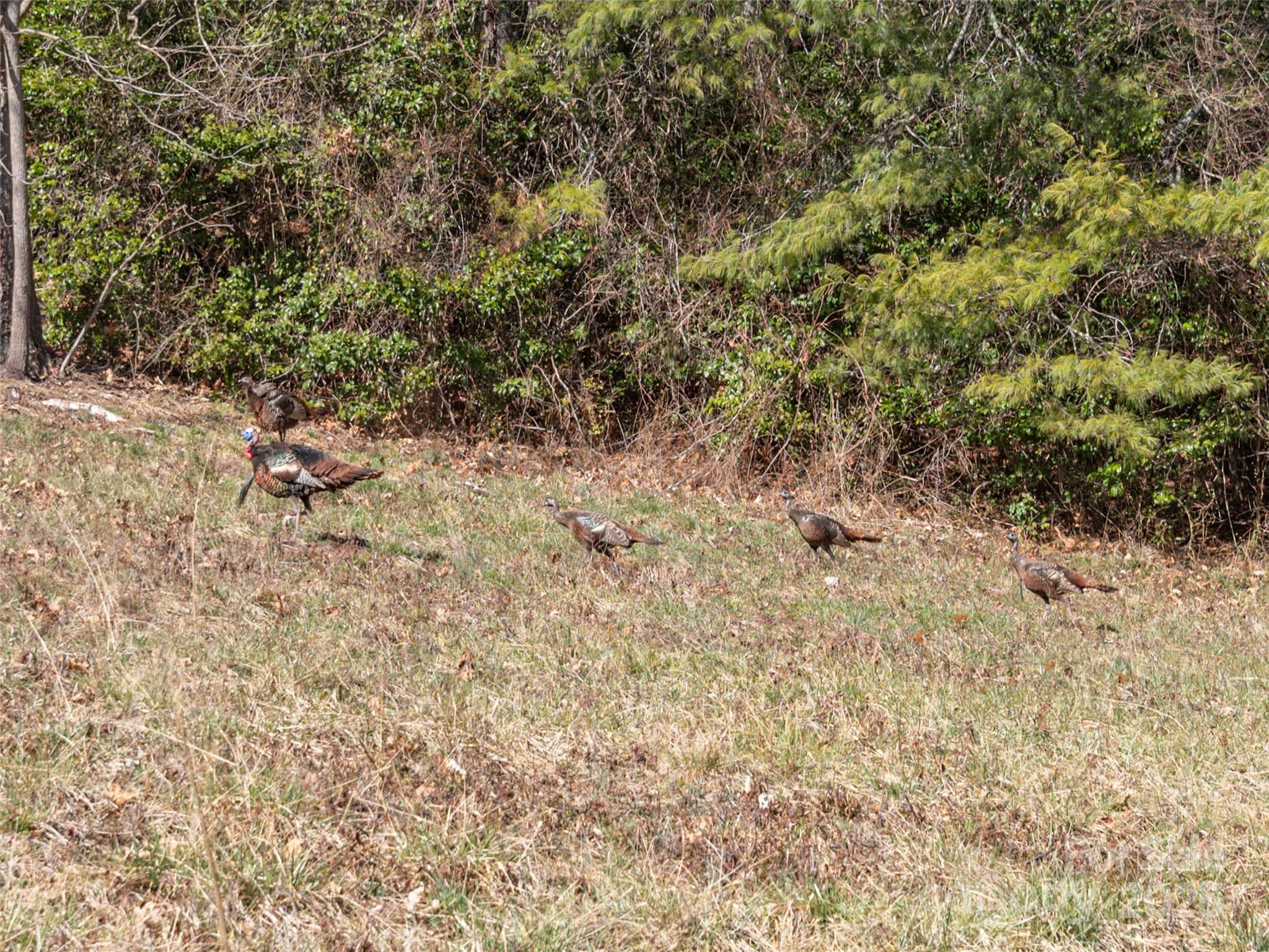 0 Big Cove Road Waynesville, NC 28786 - Photo 3 of 4
