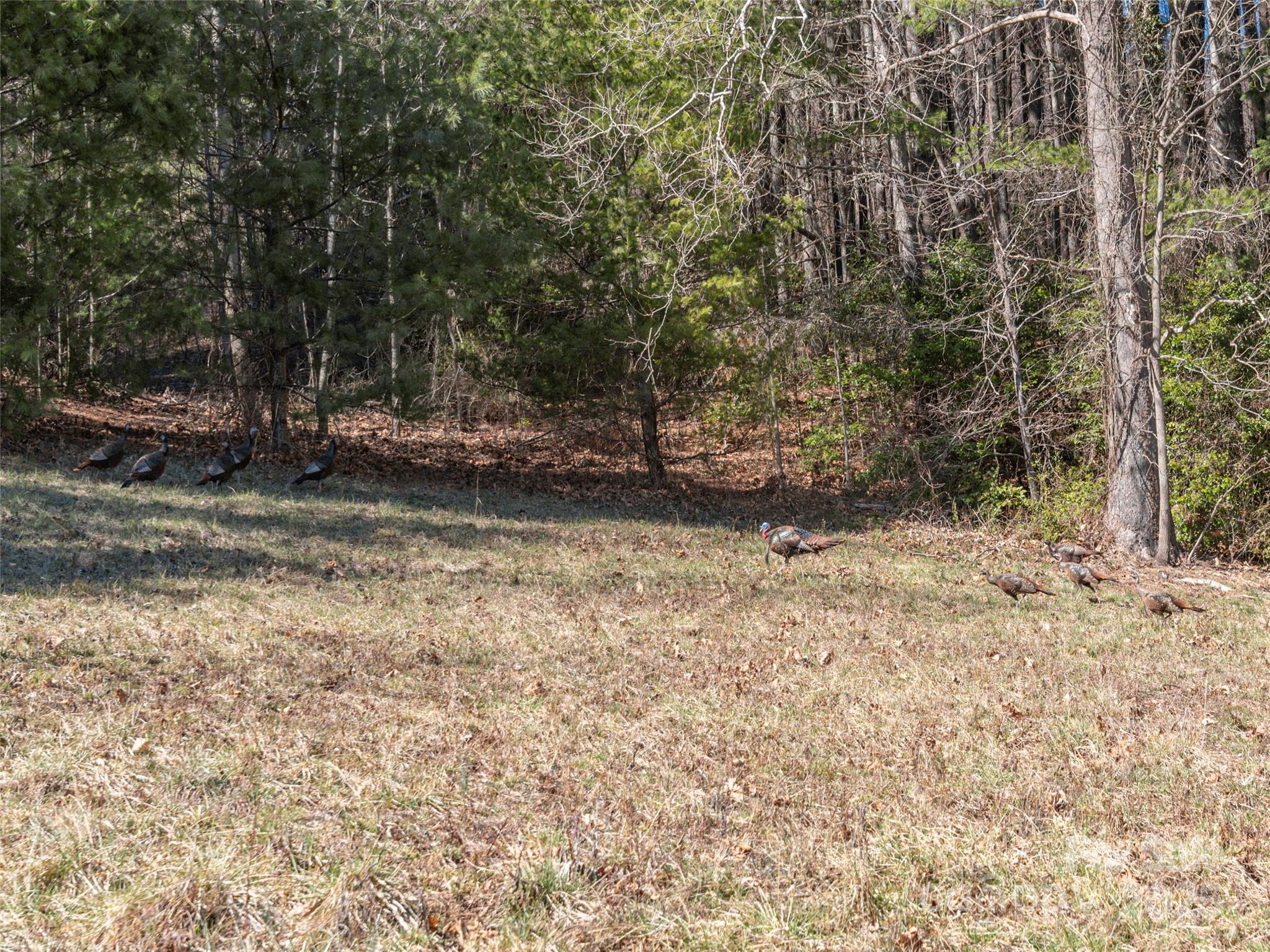 0 Big Cove Road Waynesville, NC 28786 - Photo 4 of 4