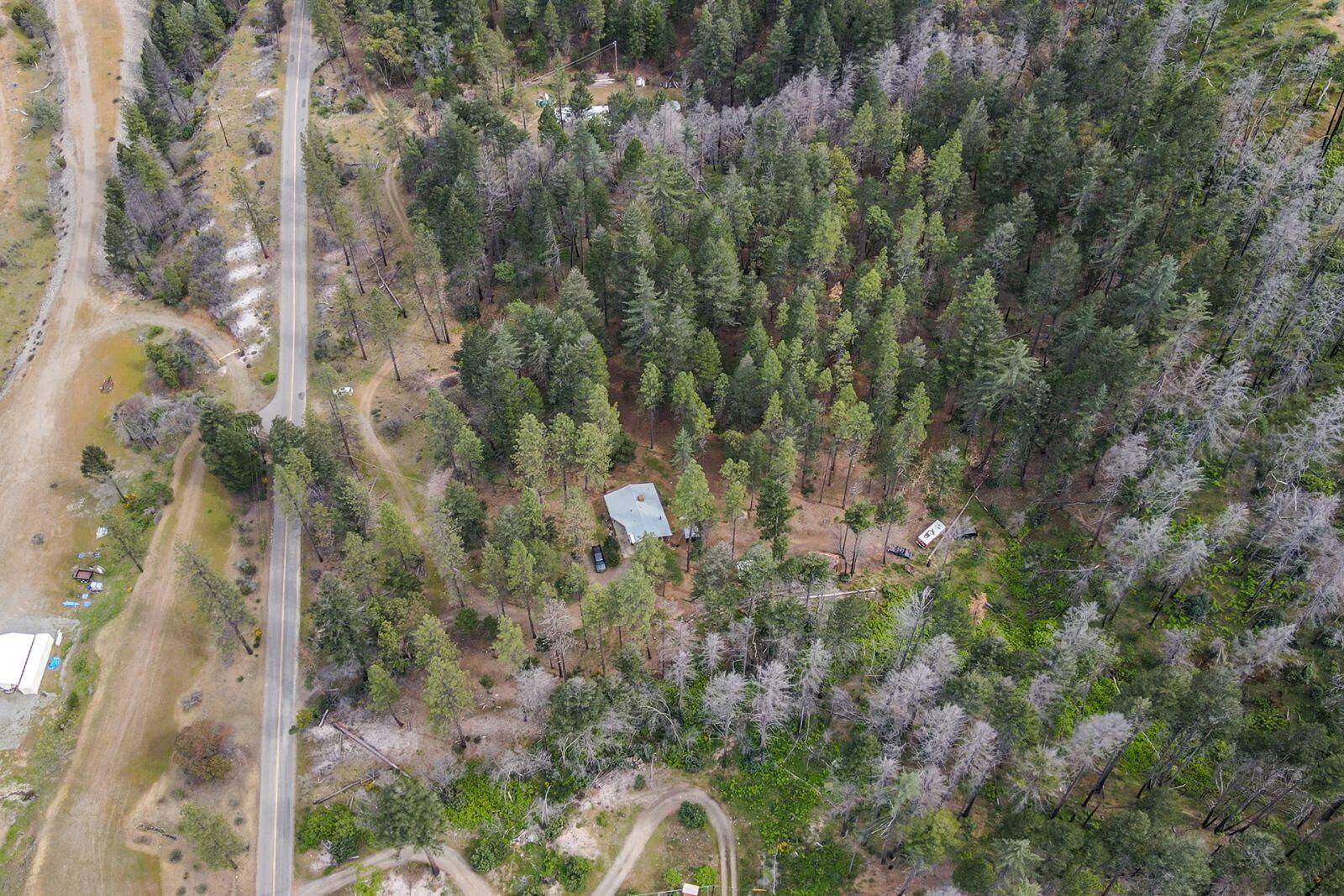 710 Dutch Creek Road Junction City, CA 96048 - Photo 13 of 38 a view of a forest with a tree