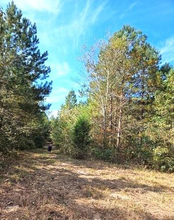 0 Fruit Farm Road Summerville, GA 30747 - Photo 2 of 4 a view of a yard with a tree