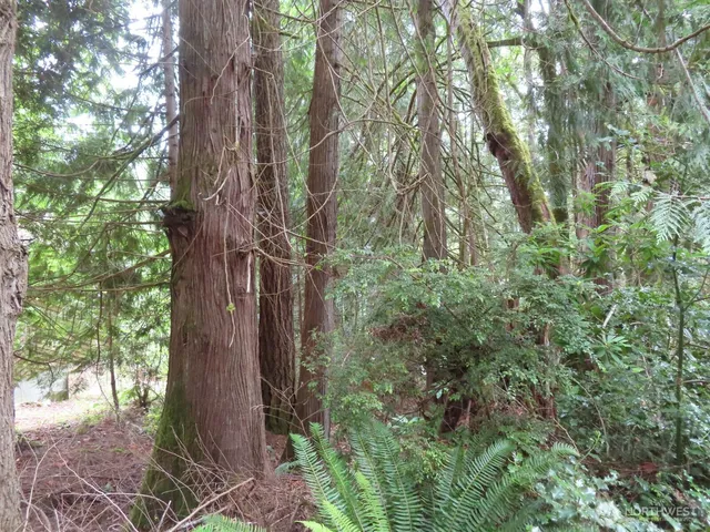 a view of a trees in a yard