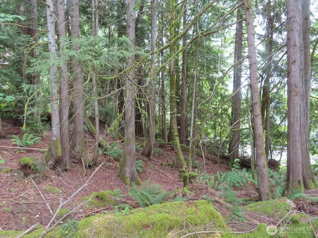 a view of a forest with trees