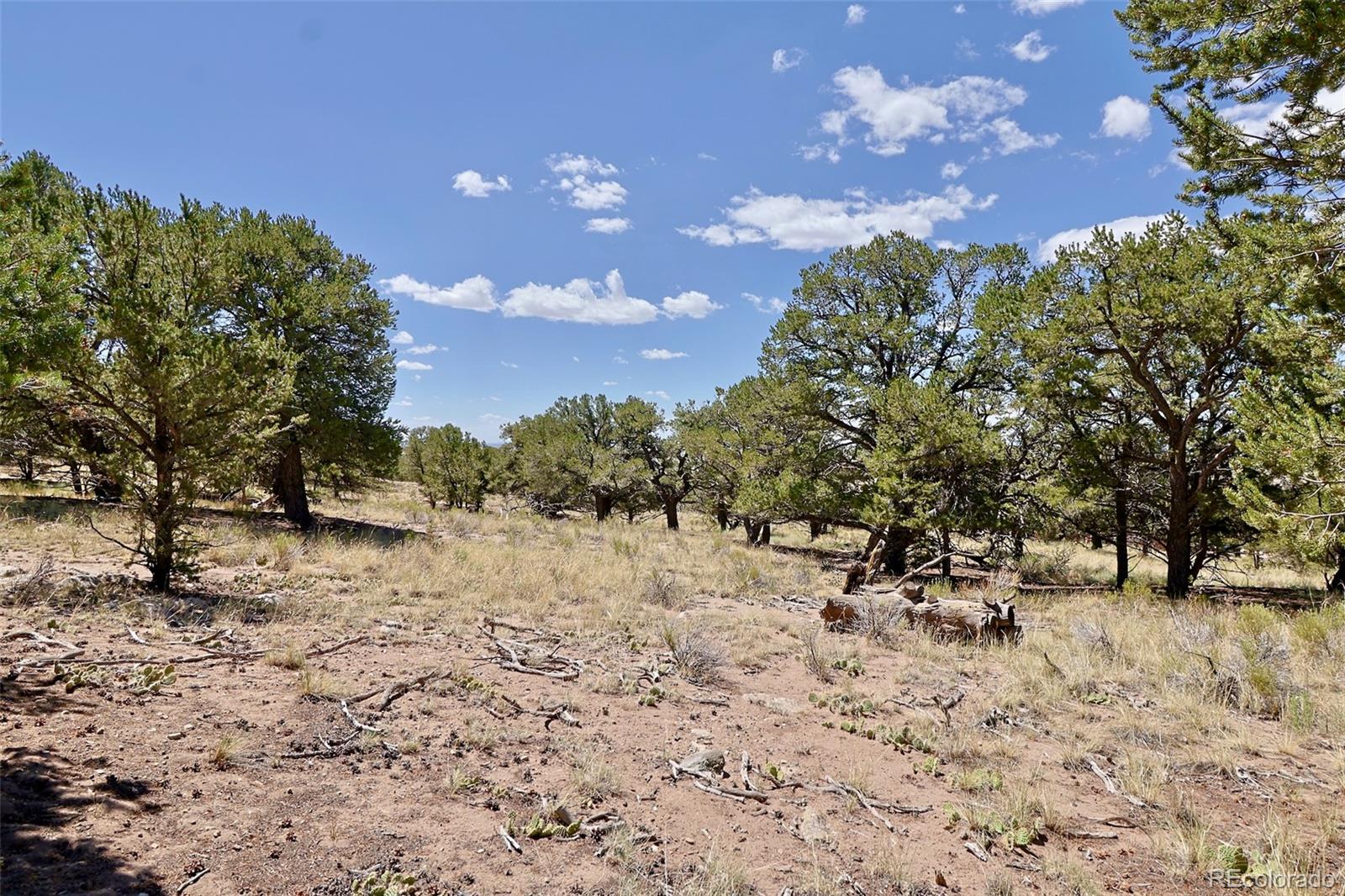 4446 Rarity Way Crestone, CO 81131 - Photo 2 of 8 a view of a yard with a tree