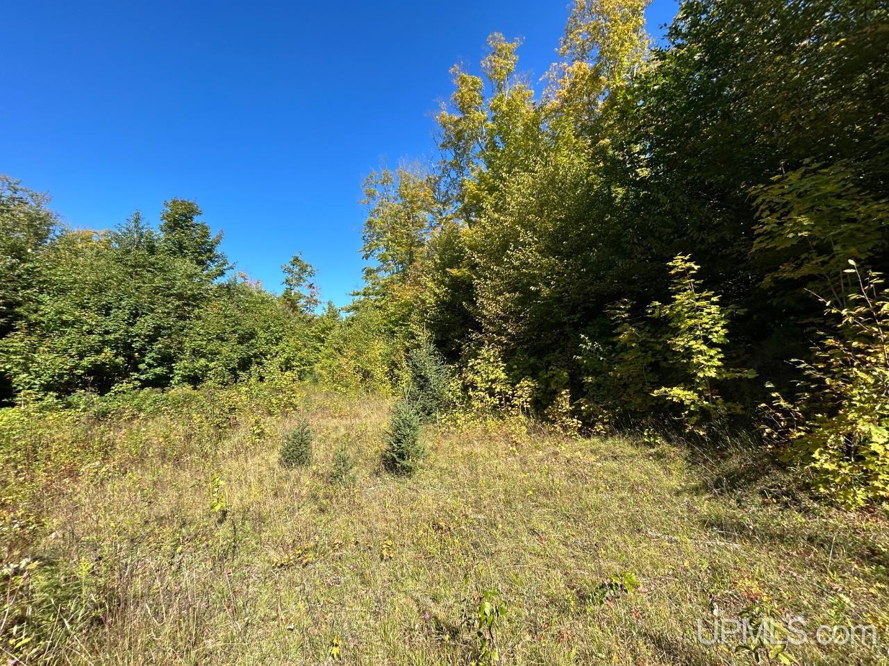 40-acres 40-acres Camp Road Shingleton, MI 49884 - Photo 1 of 20