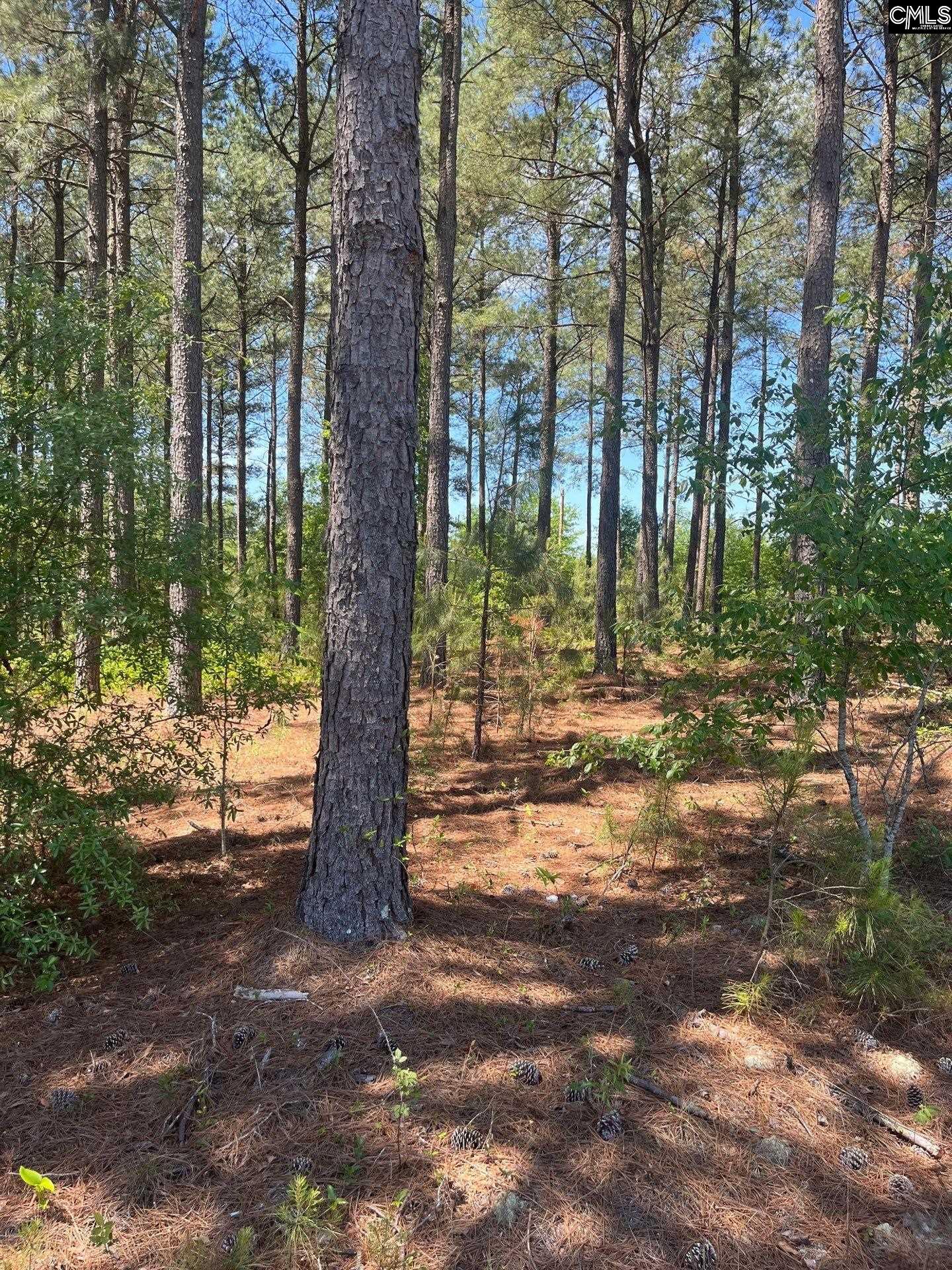 1 Salley Road Salley, SC 29137 - Photo 6 of 15 Gallery Image 6
