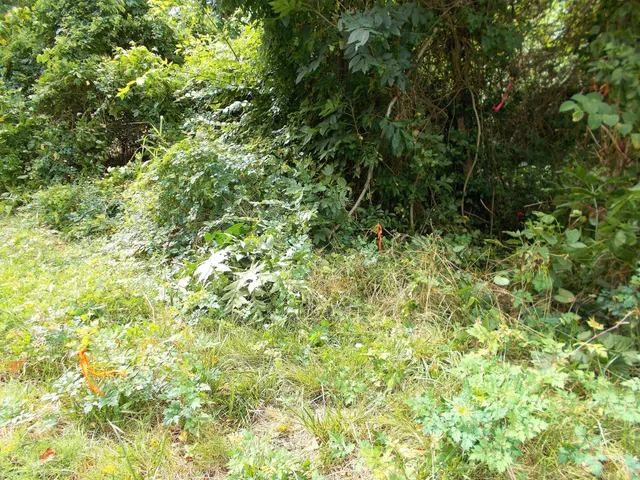 a view of a lush green forest