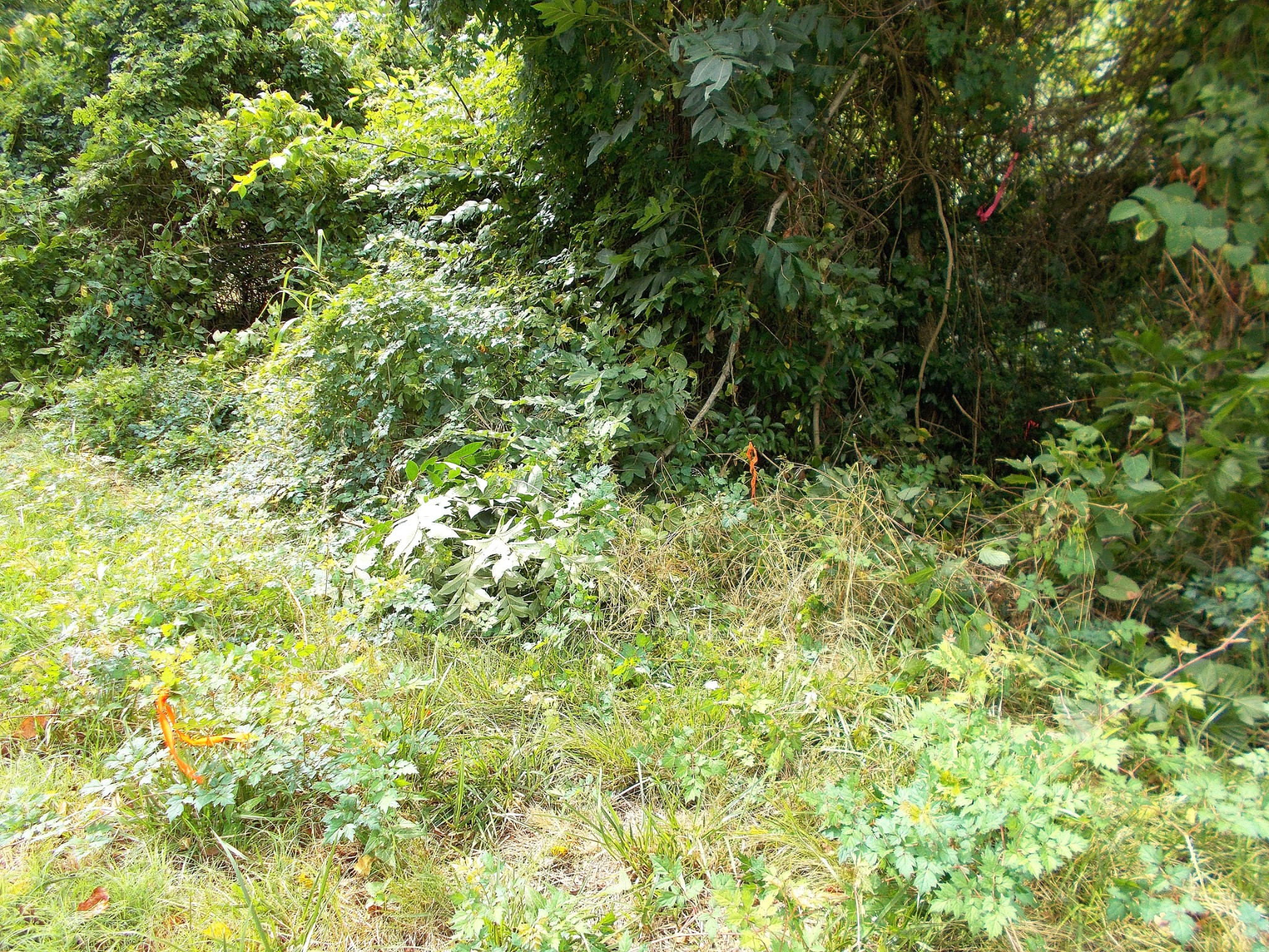 0 West Walnut Street Dickson, TN 37055 - Photo 3 of 9 a view of a lush green forest