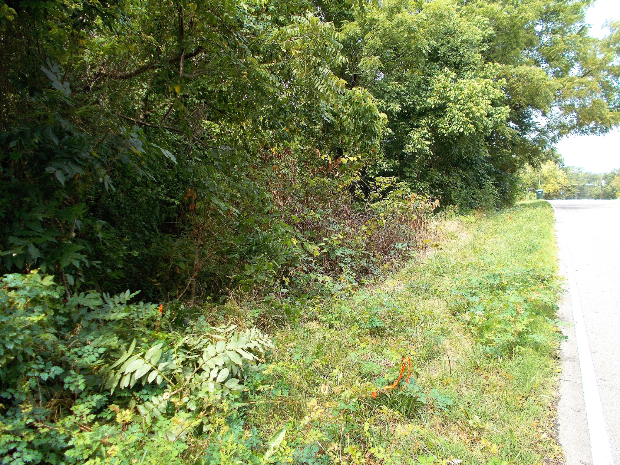 0 West Walnut Street Dickson, TN 37055 - Photo 4 of 9 a view of a yard with plants