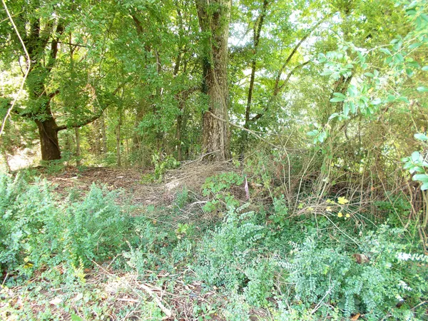 a big yard with lots of green space and house in the back