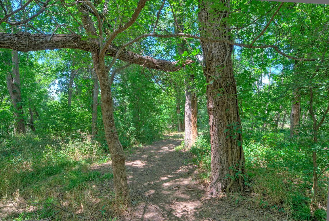 906 Water Street Manor, TX 78653 - Photo 18 of 22 a view of a forest that has large trees