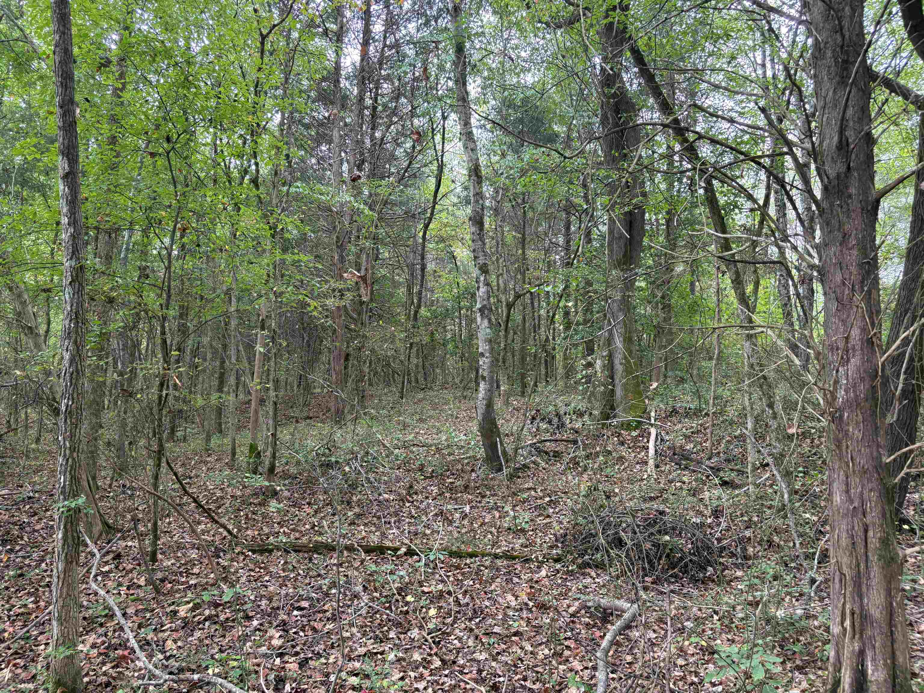 1200 Sand Ridge Bargerton Road Lexington, TN 38351 - Photo 11 of 24 a view of a forest filled with trees