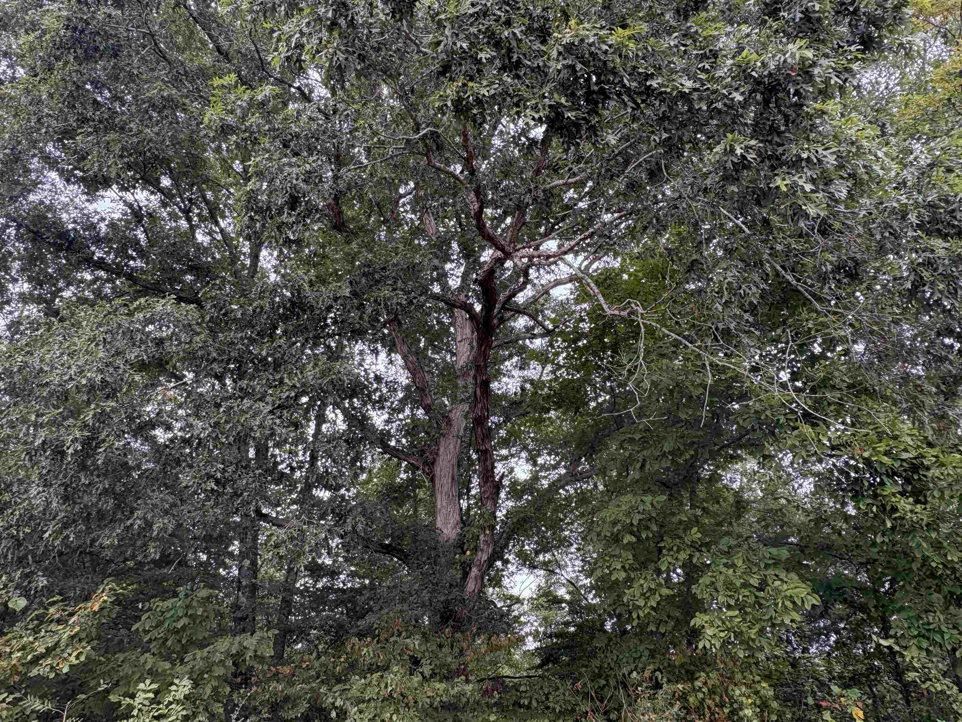 1200 Sand Ridge Bargerton Road Lexington, TN 38351 - Photo 13 of 24 a view of tree