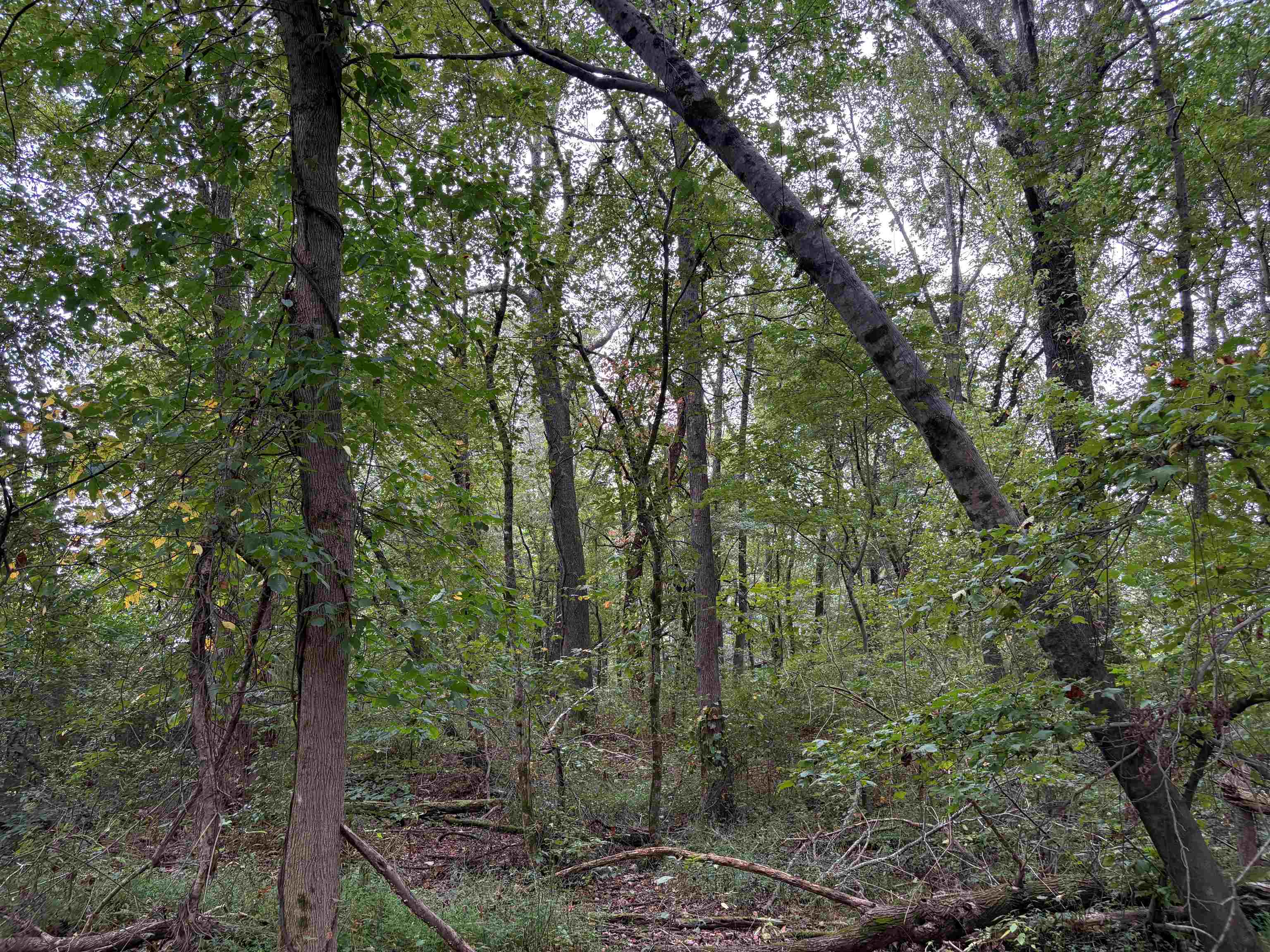 1200 Sand Ridge Bargerton Road Lexington, TN 38351 - Photo 14 of 24 a view of a forest