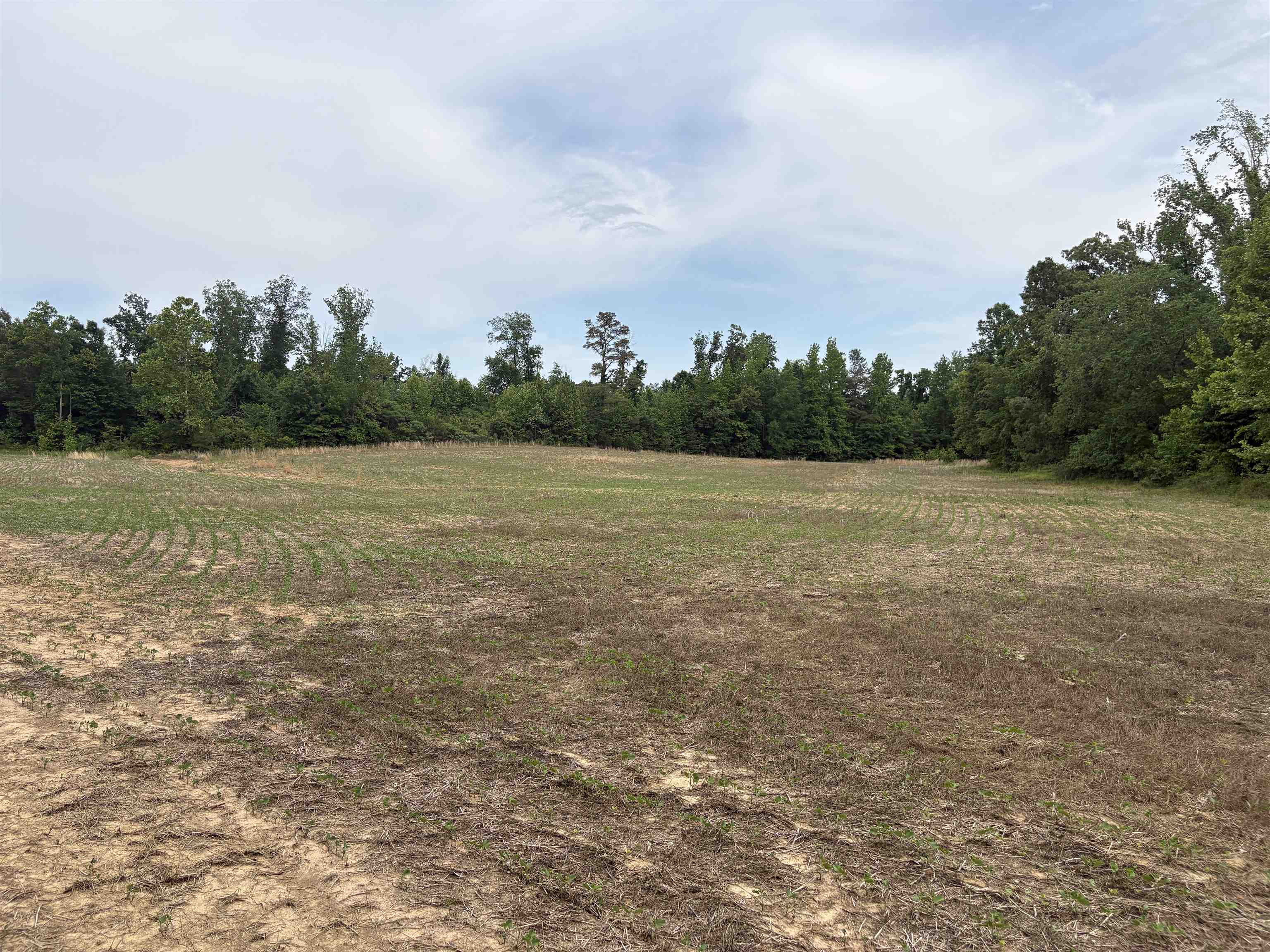 1200 Sand Ridge Bargerton Road Lexington, TN 38351 - Photo 16 of 24 a view of field with trees in background