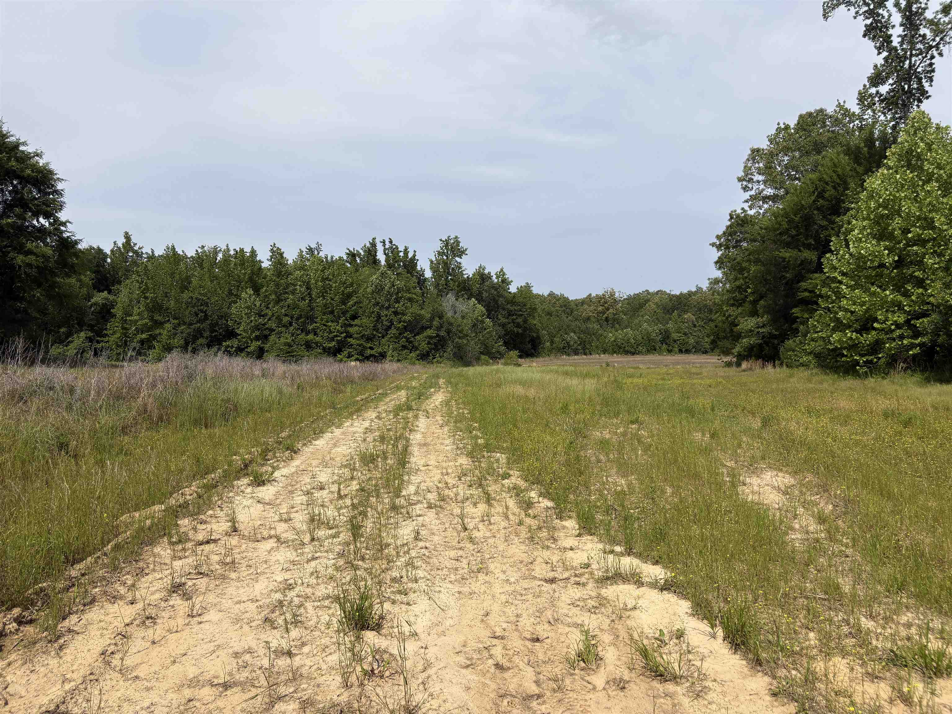 1200 Sand Ridge Bargerton Road Lexington, TN 38351 - Photo 20 of 24 a view of a lake with a lake
