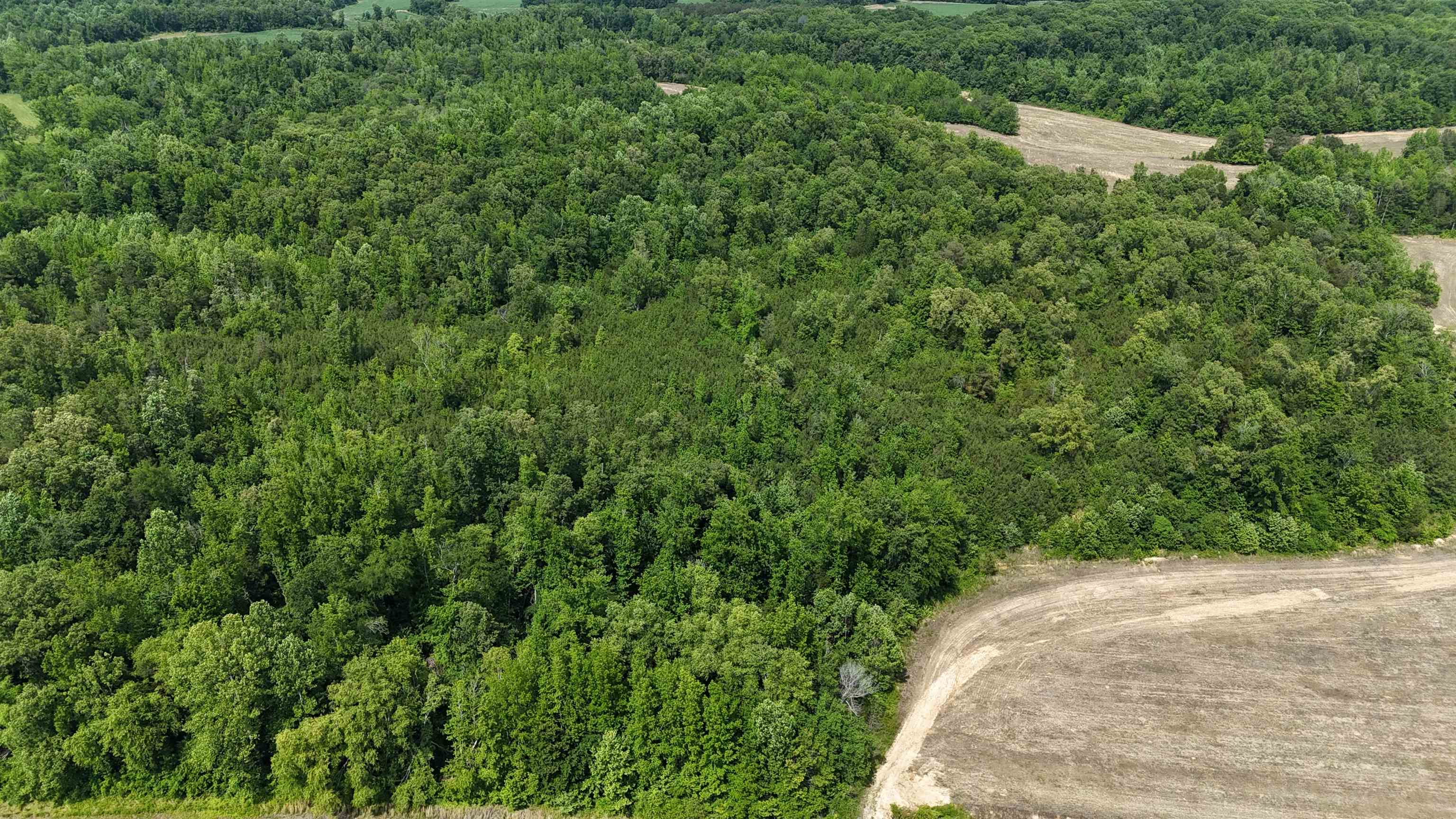 1200 Sand Ridge Bargerton Road Lexington, TN 38351 - Photo 5 of 24 a view of a yard with plants