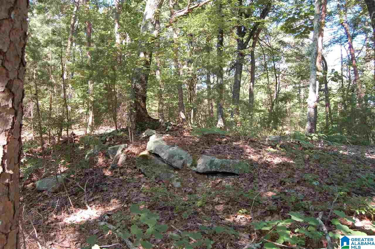 49-acres Chandler Mountain Road, Unit 1 Steele, AL 35987 - Photo 21 of 23
