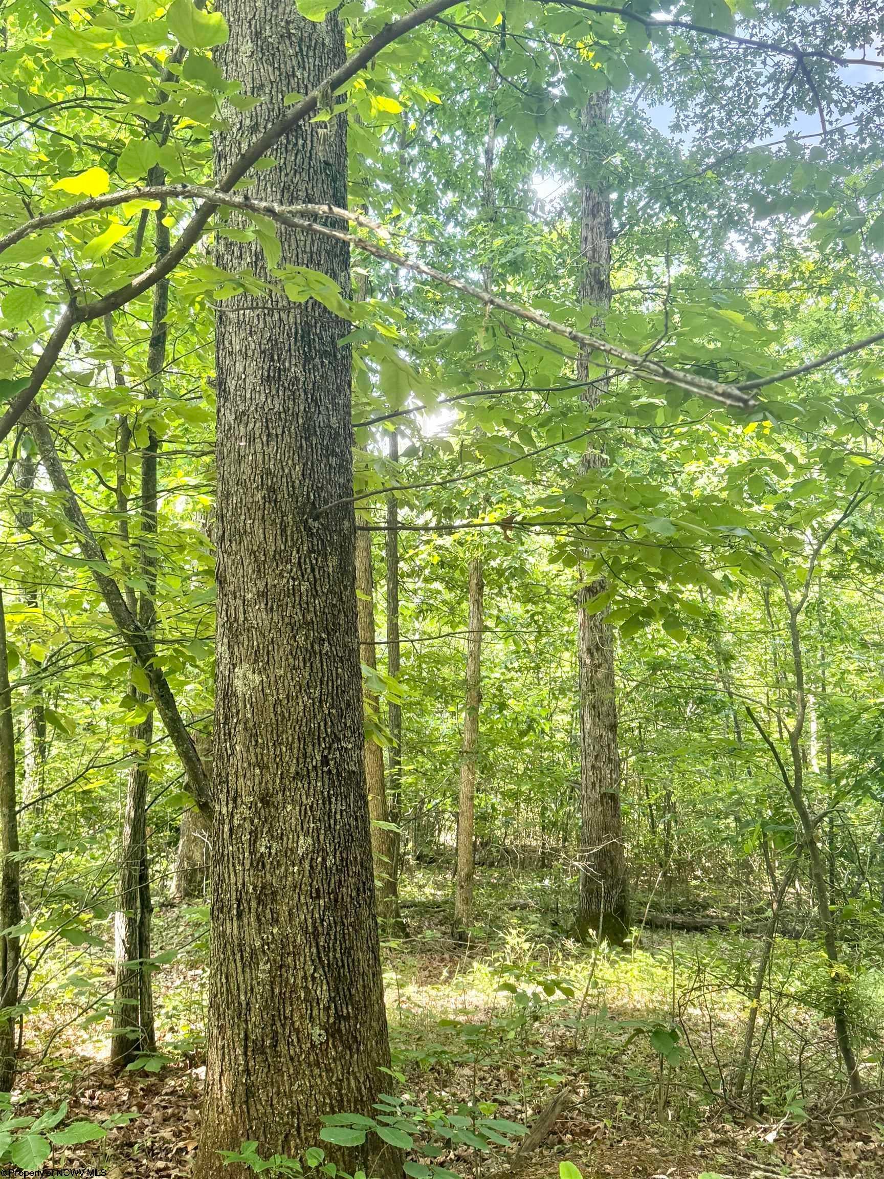 Tbd Big Pigeon Road Procious, WV 25164 - Photo 22 of 49 Gallery Image 22