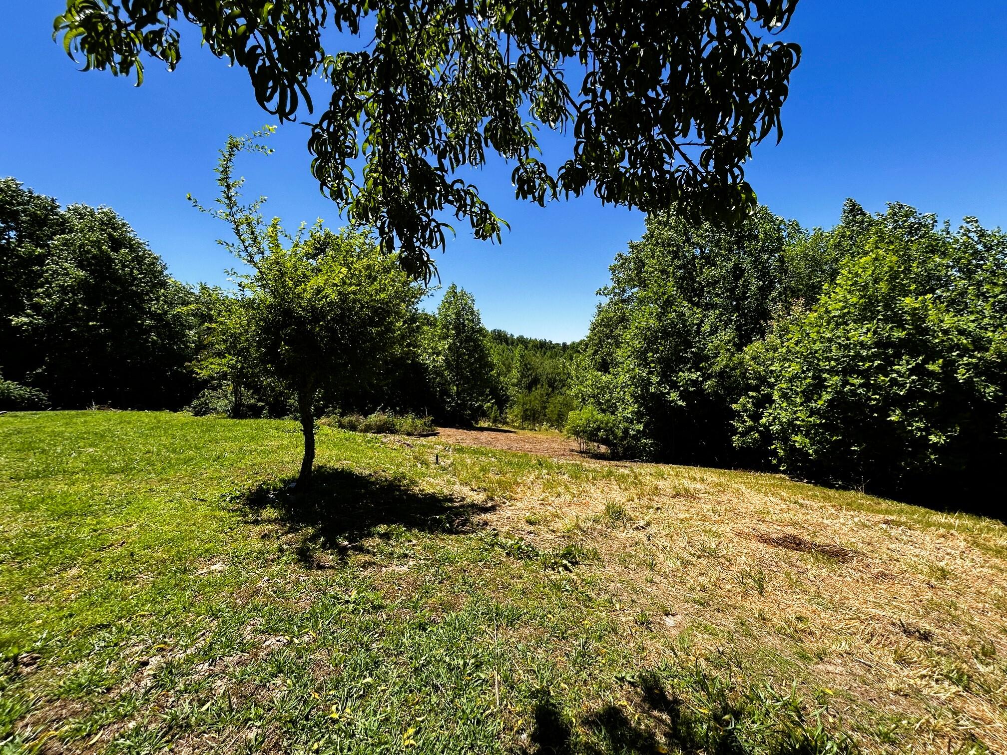 161 Willie Shell Road Reliance, TN 37369 - Photo 54 of 70 willie yard 2