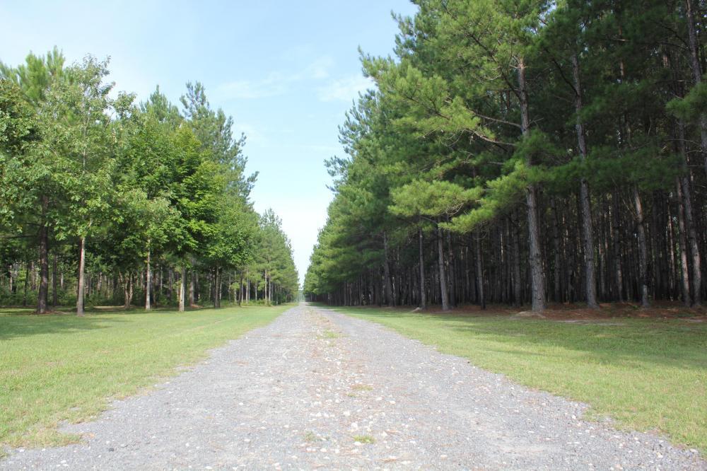 0 Wee Tee Road Andrews, SC 29510 - Photo 3 of 37 3
