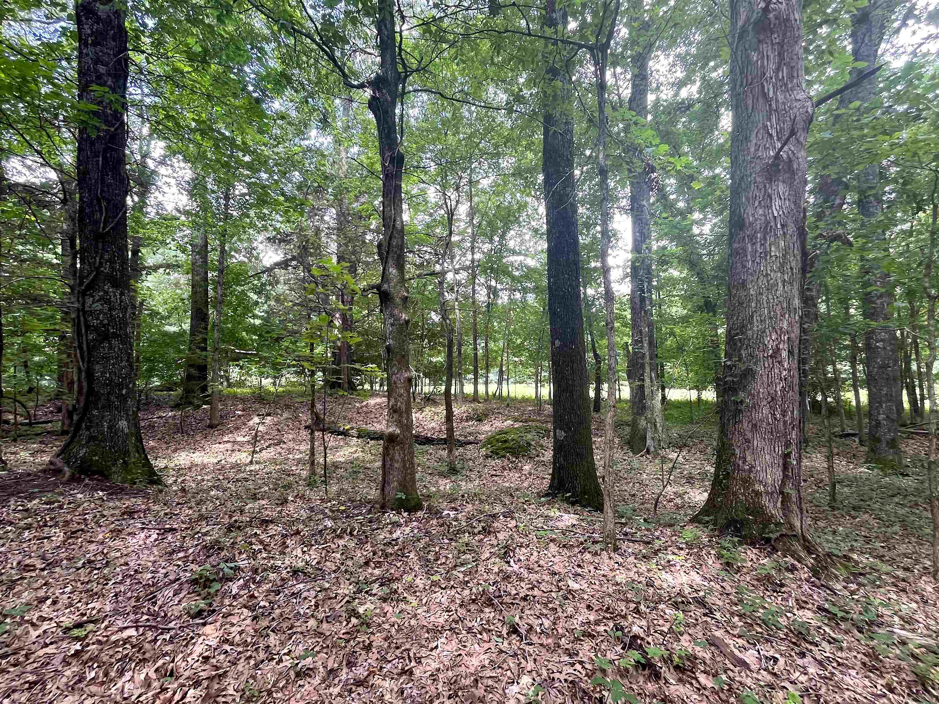 2265 Wirt Road Oakland, TN 38060 - Photo 14 of 24 View of nature