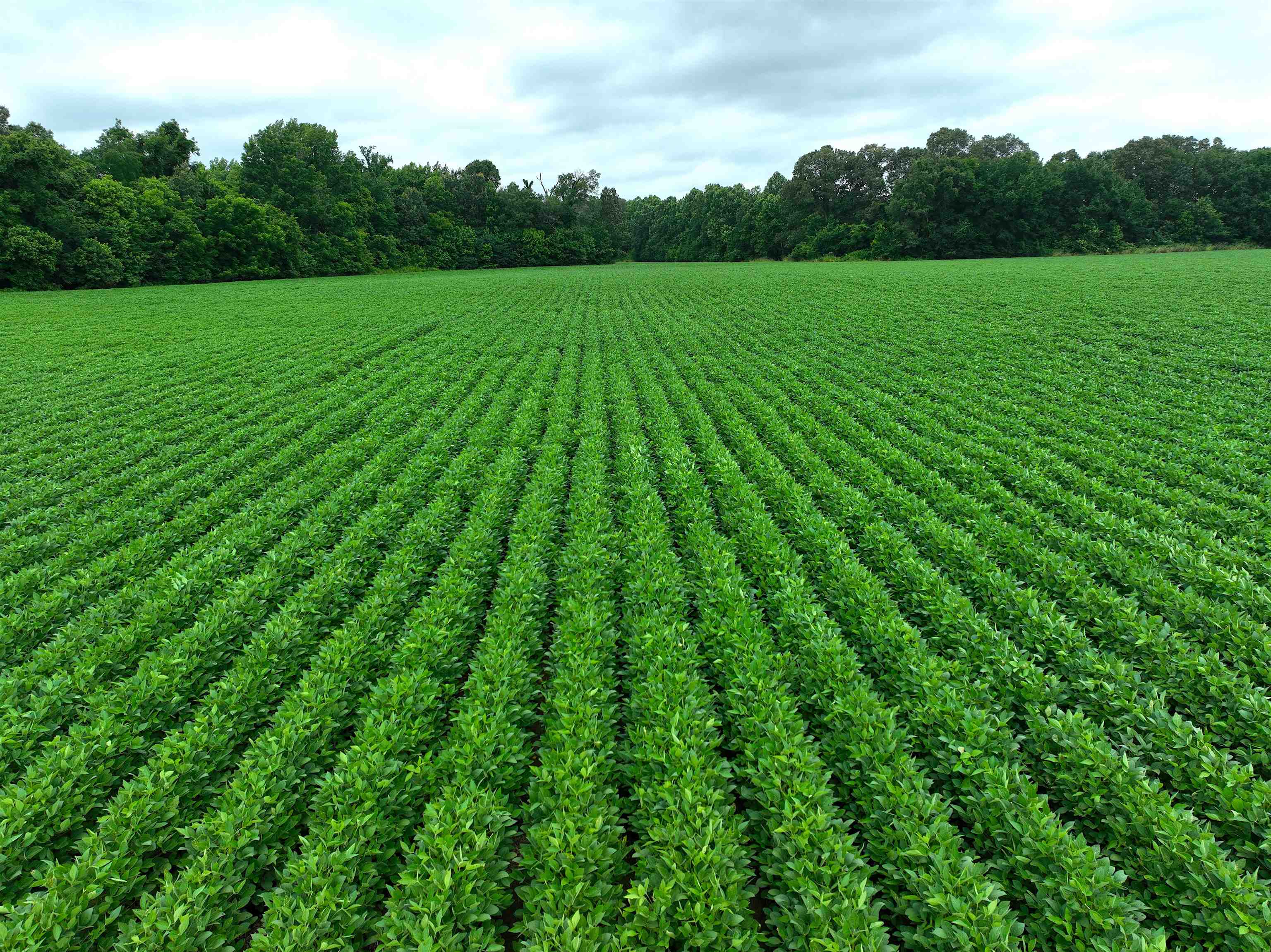 2265 Wirt Road Oakland, TN 38060 - Photo 2 of 24 View of green lawn with agricultural plots and a view of countryside