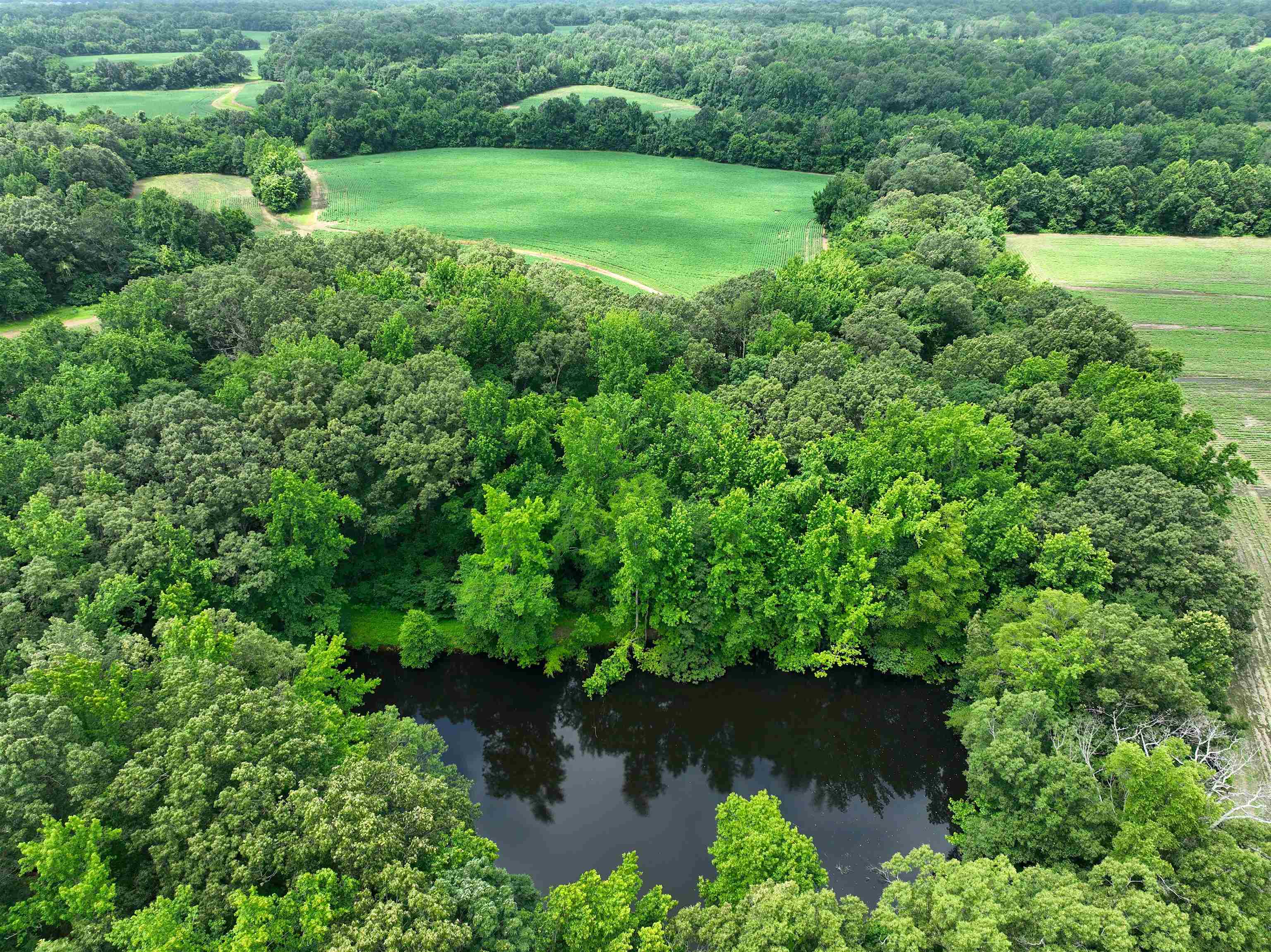 2265 Wirt Road Oakland, TN 38060 - Photo 4 of 24 Aerial view of a nearby body of water and a heavily wooded area