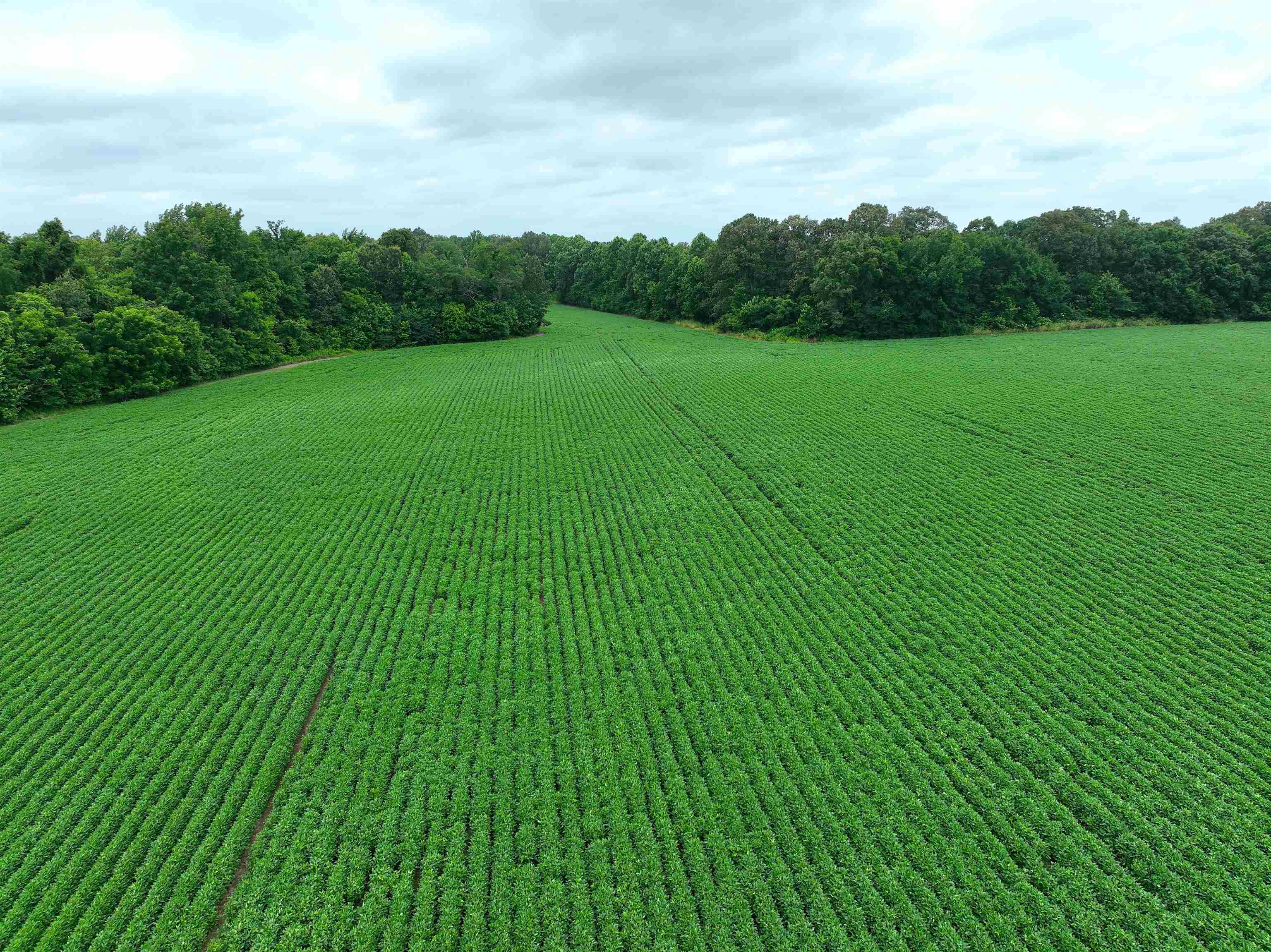 2265 Wirt Road Oakland, TN 38060 - Photo 6 of 24 View of rural area