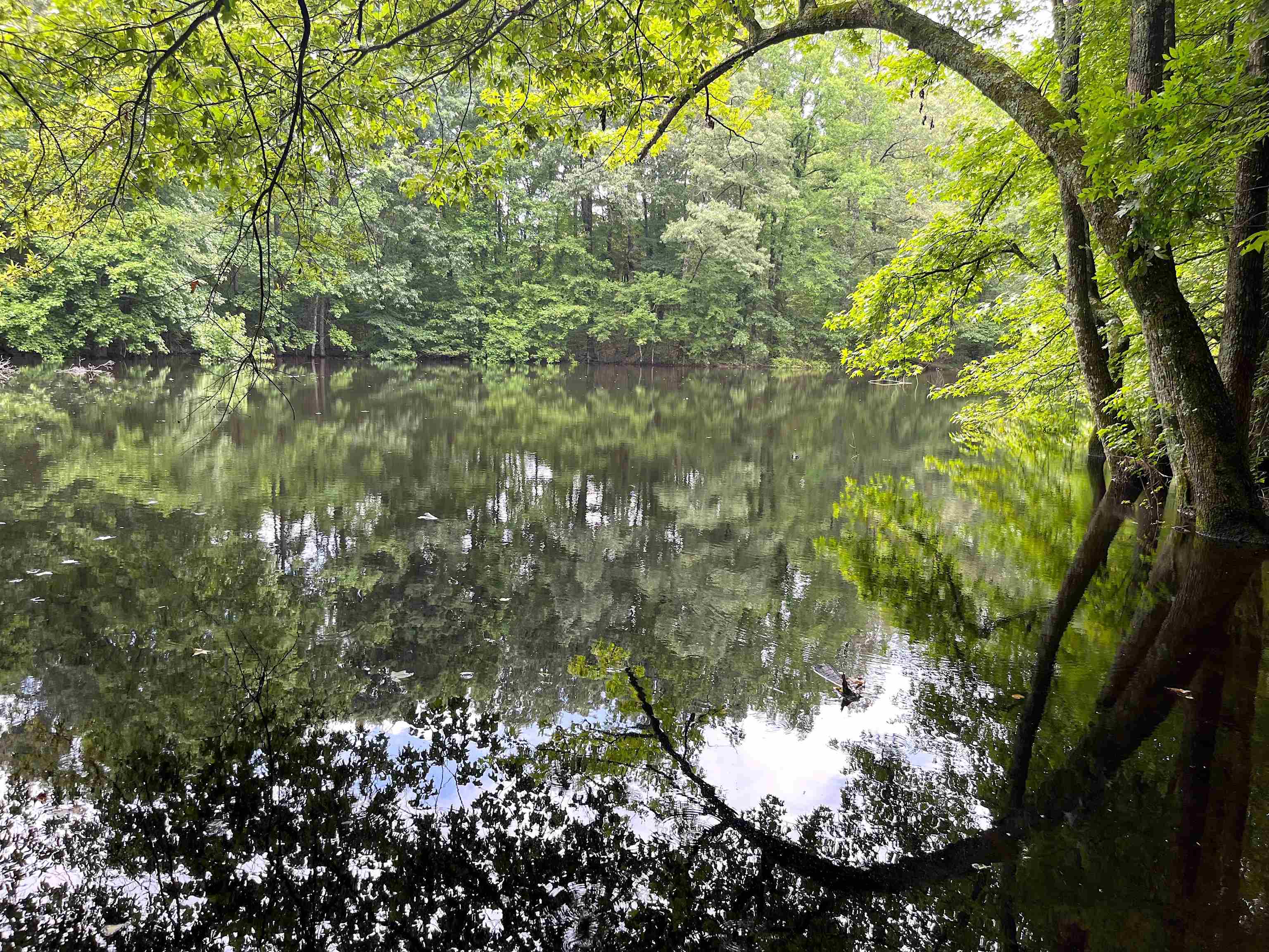 2265 Wirt Road Oakland, TN 38060 - Photo 7 of 24 Water view featuring a forest