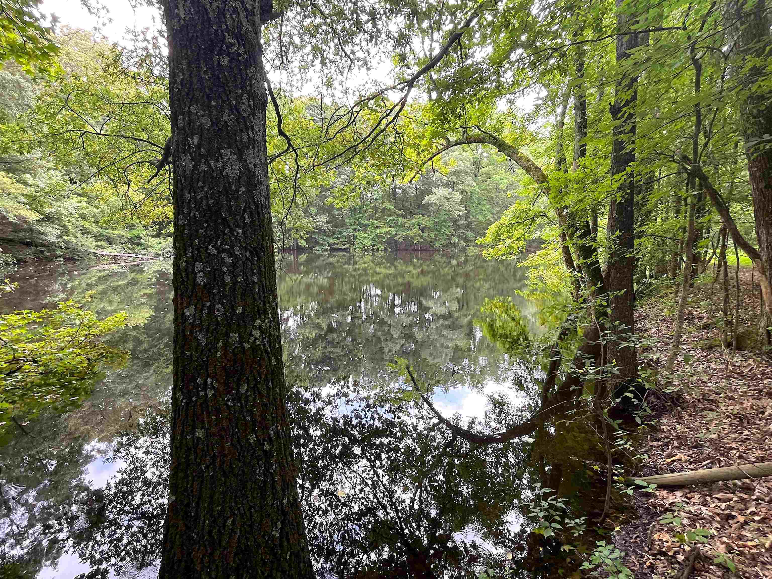 2265 Wirt Road Oakland, TN 38060 - Photo 8 of 24 Water view with a heavily wooded area