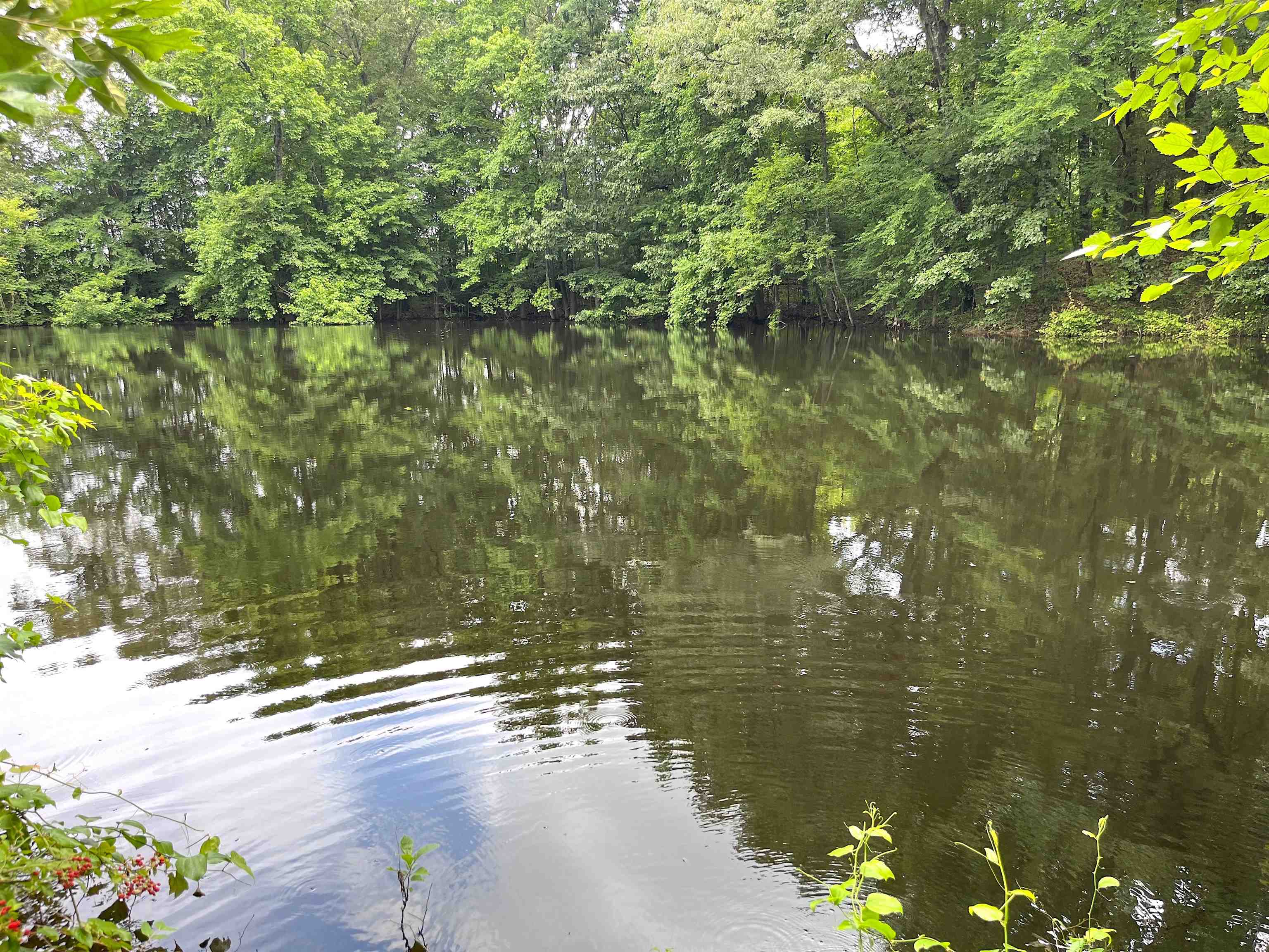 2265 Wirt Road Oakland, TN 38060 - Photo 10 of 24 Water view with a heavily wooded area