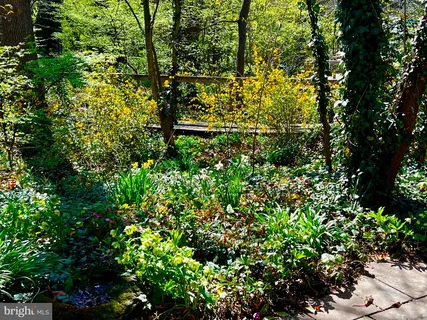 a view of a large tree