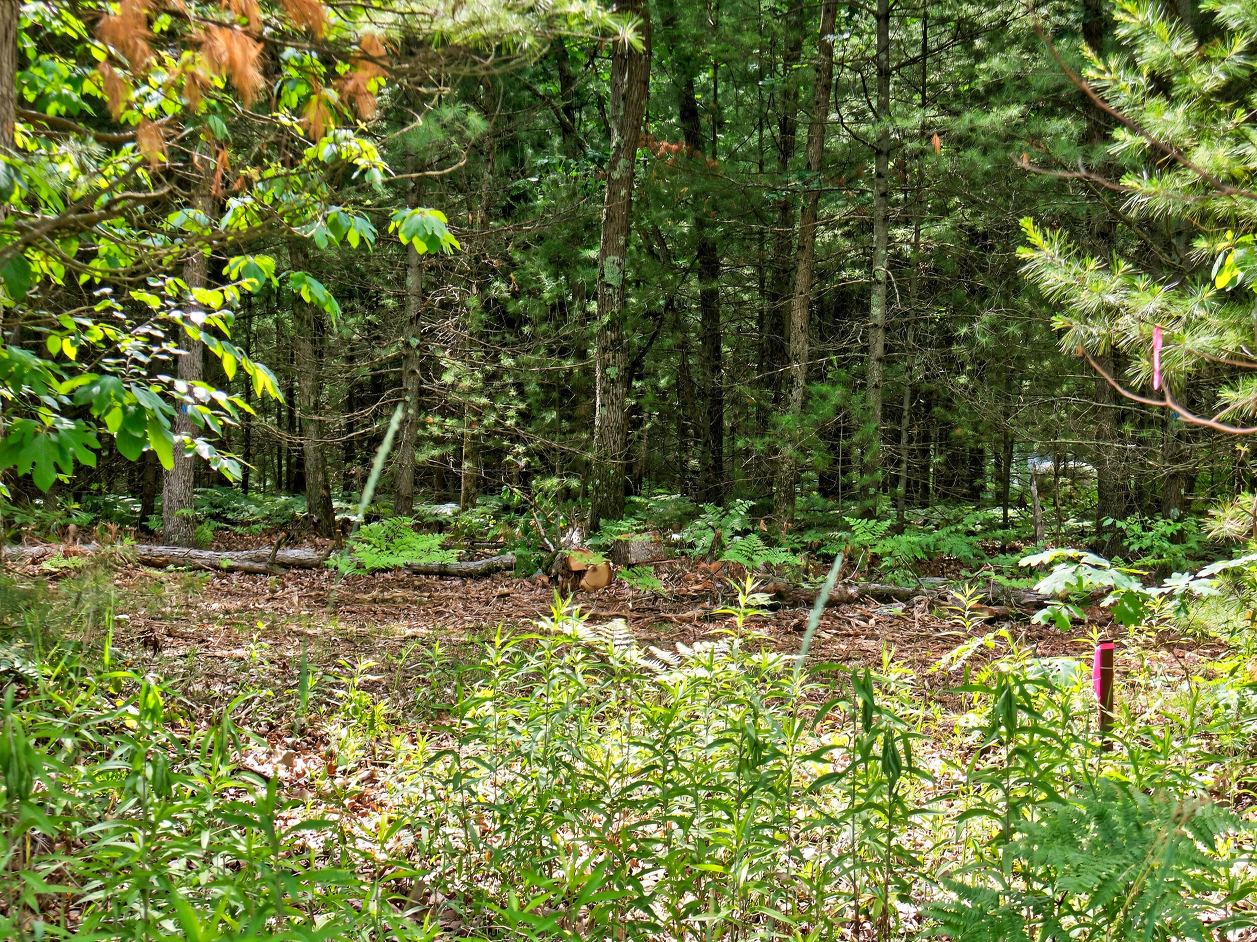Vl Dalson Road Twin Lake, MI 49457 - Photo 13 of 27 duff_dalson_lot-12