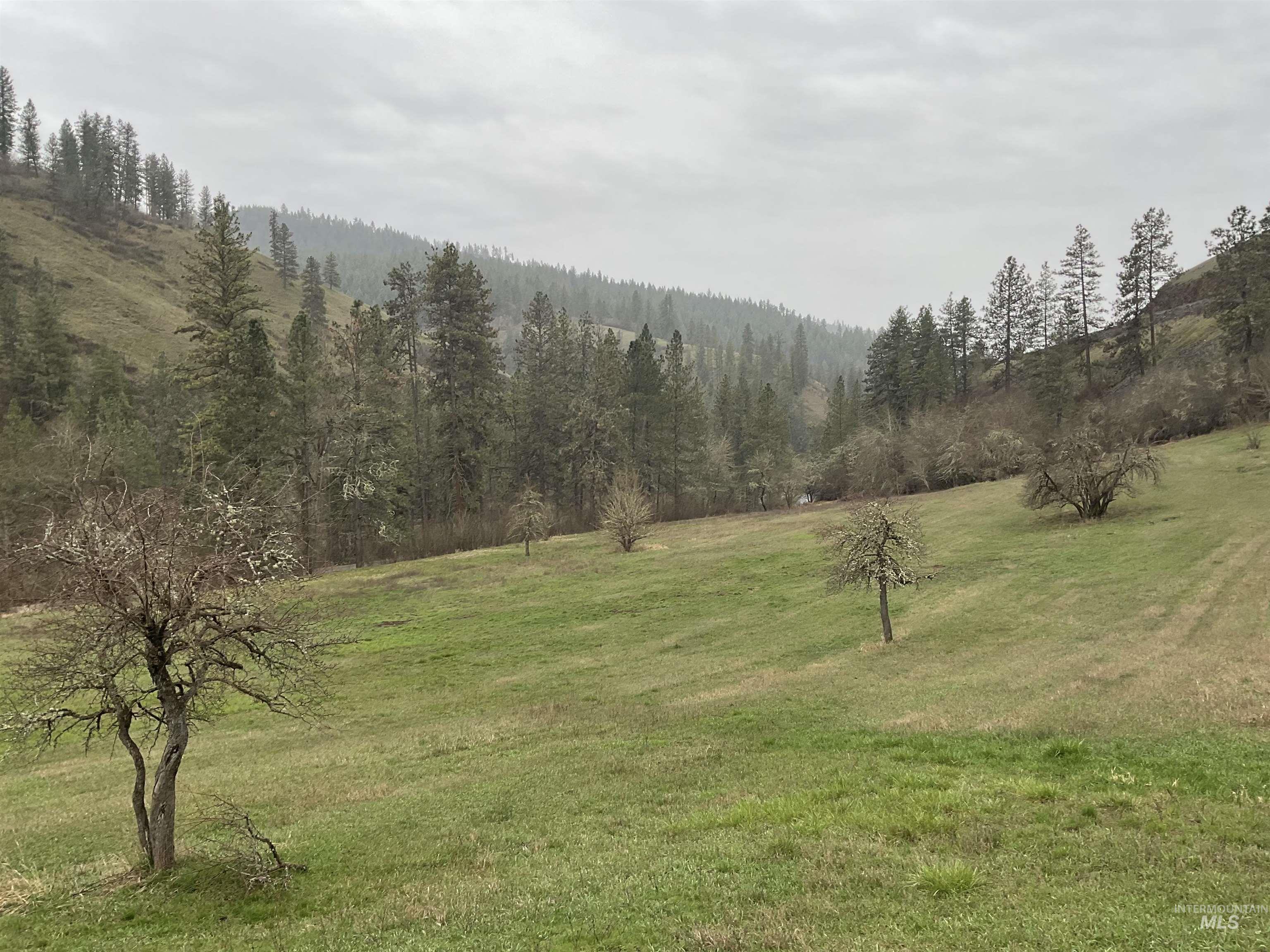 1050 Cedar Ridge Road Kendrick, ID 83537 - Photo 1 of 1 View of woods featuring a rural view