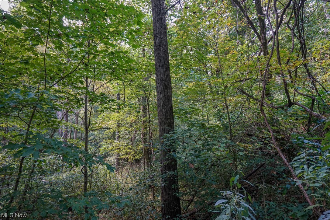 555 State Route Blue Rock, OH 43720 - Photo 26 of 28 View of local wilderness