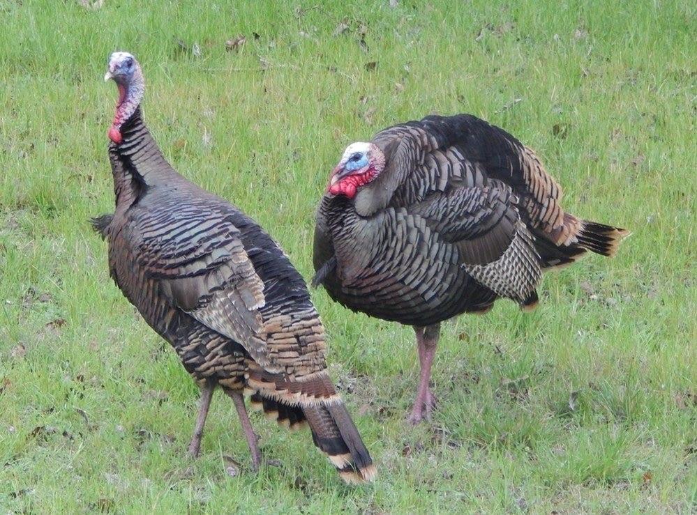 1377 Spring Valley Trail Whitney, TX 76692 - Photo 26 of 34 a view of a backyard with sitting area