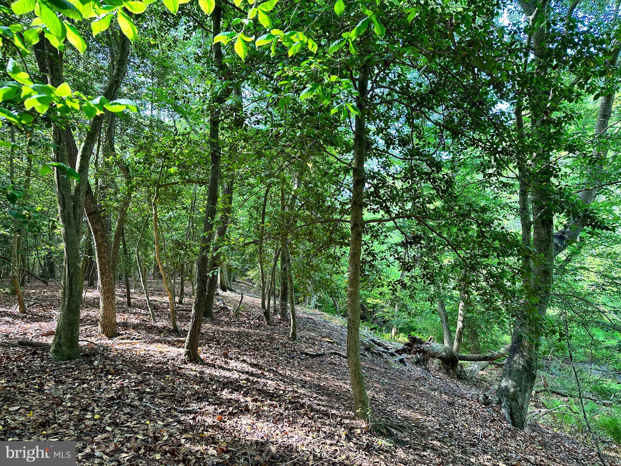 Back Landing Road Preston, MD 21655 - Photo 1 of 35 7.77 Acres - Partially wooded, partially cleared
