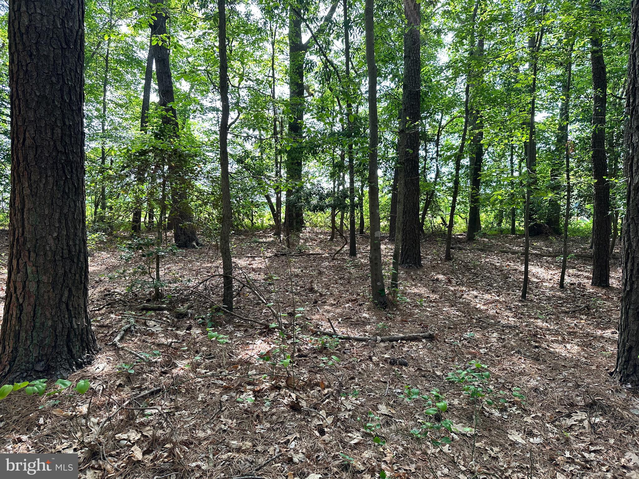 Back Landing Road Preston, MD 21655 - Photo 16 of 35 Gallery Image 16