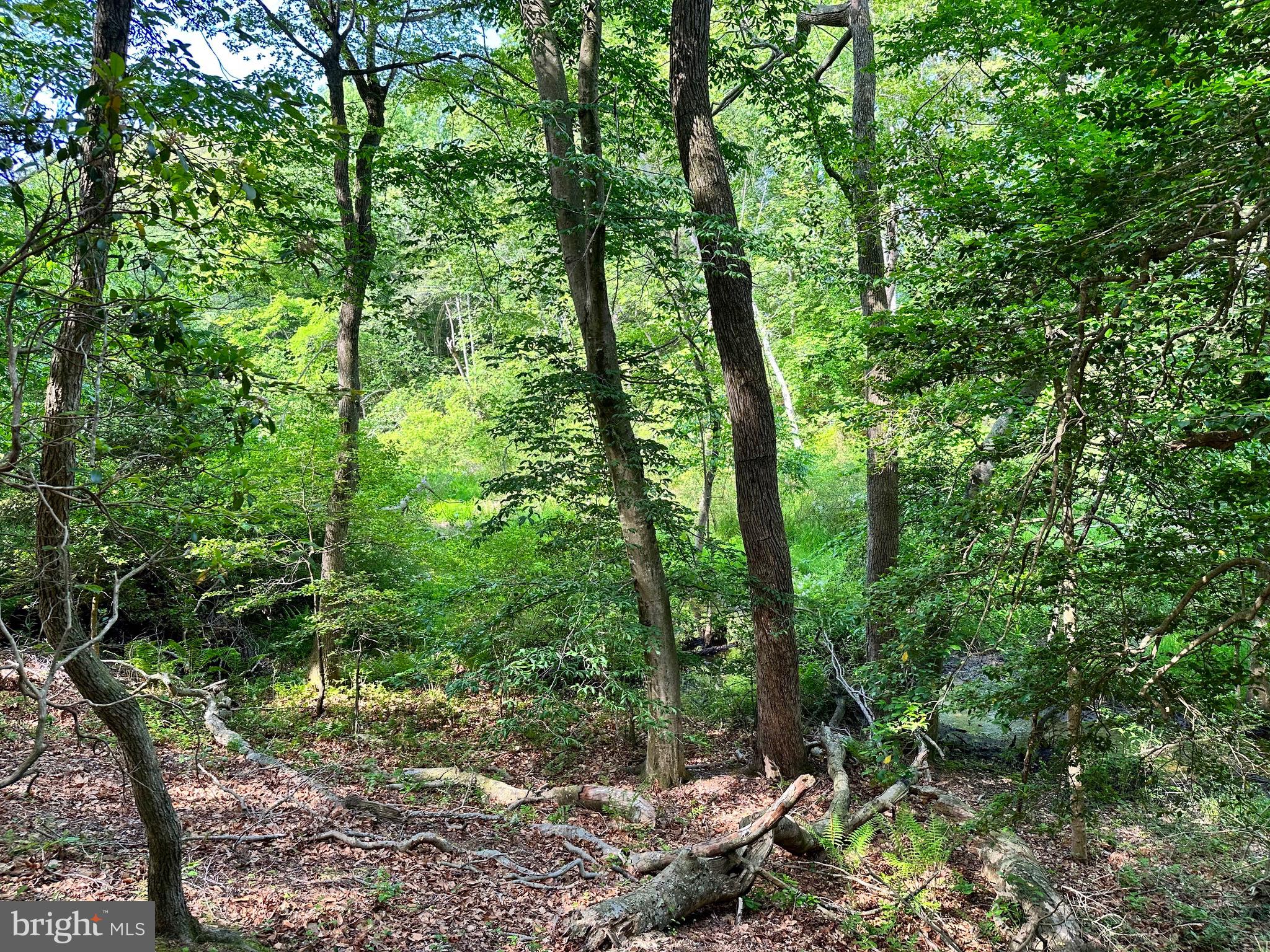 Back Landing Road Preston, MD 21655 - Photo 21 of 35 Gallery Image 21