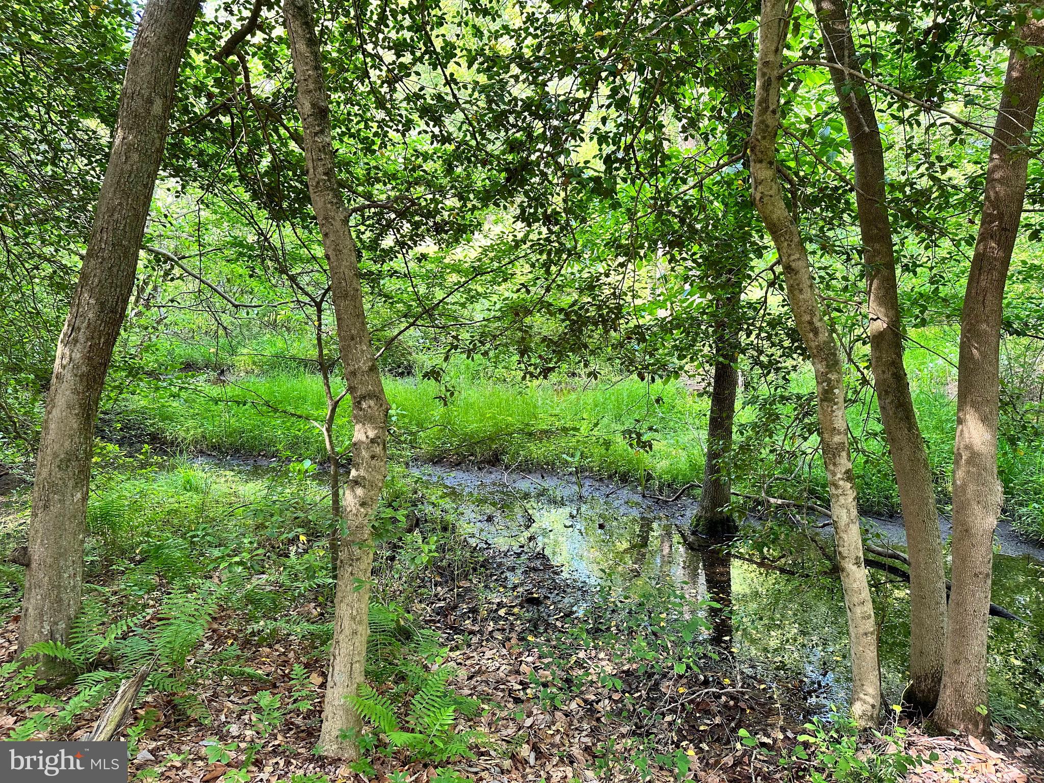 Back Landing Road Preston, MD 21655 - Photo 23 of 35 Flowing creek on one border of property