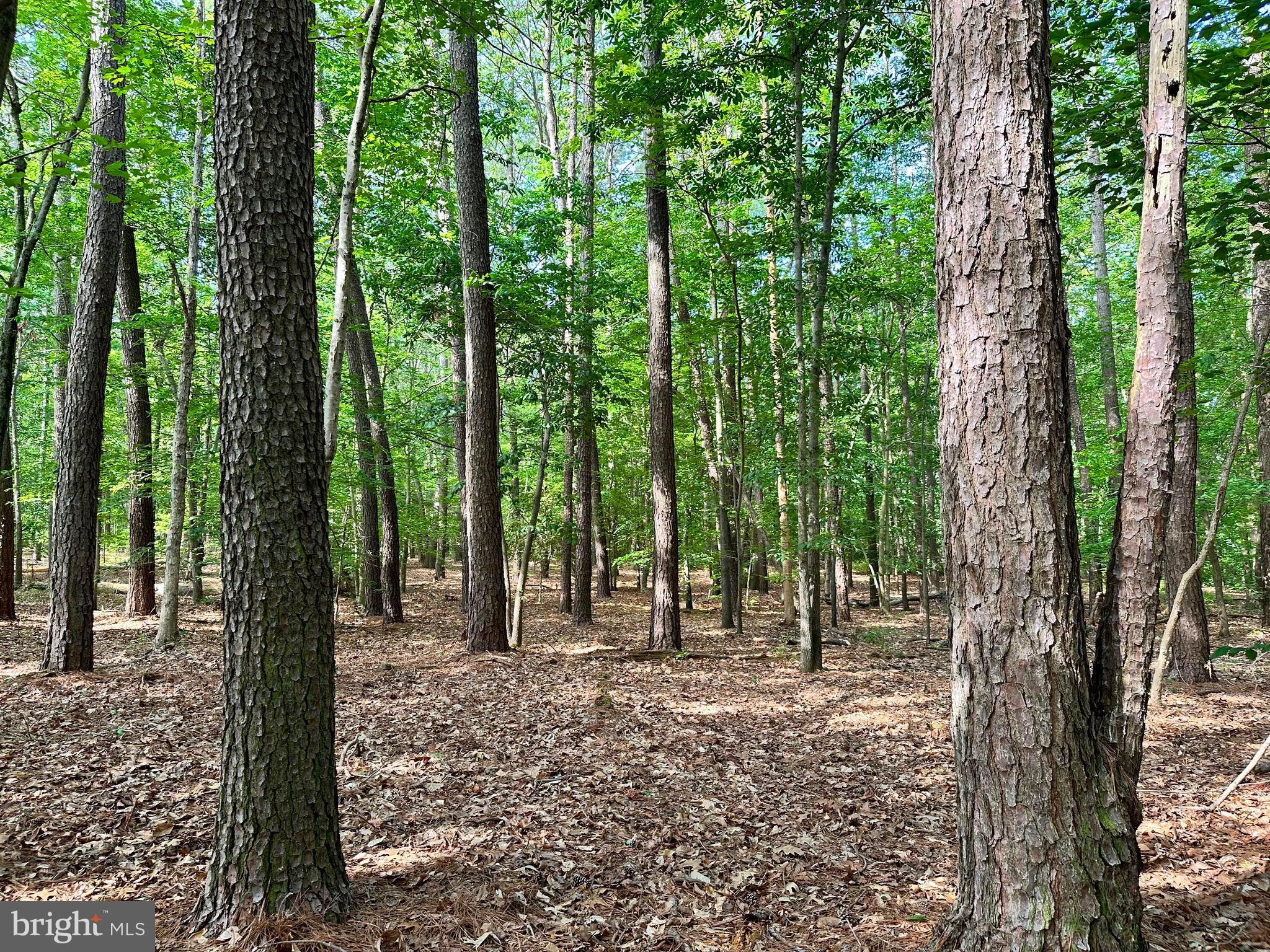 Back Landing Road Preston, MD 21655 - Photo 31 of 35 Gallery Image 31