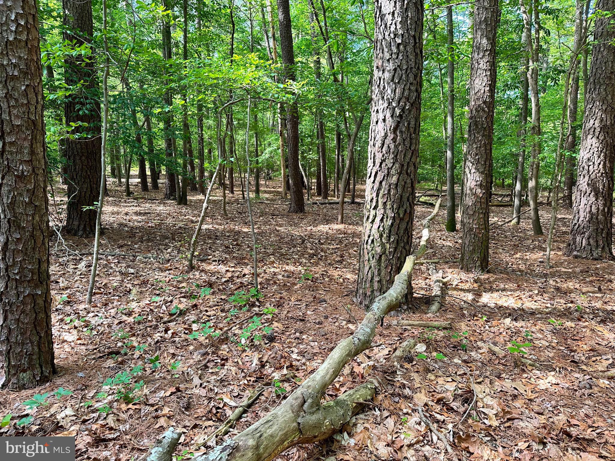 Back Landing Road Preston, MD 21655 - Photo 10 of 35 Gallery Image 10
