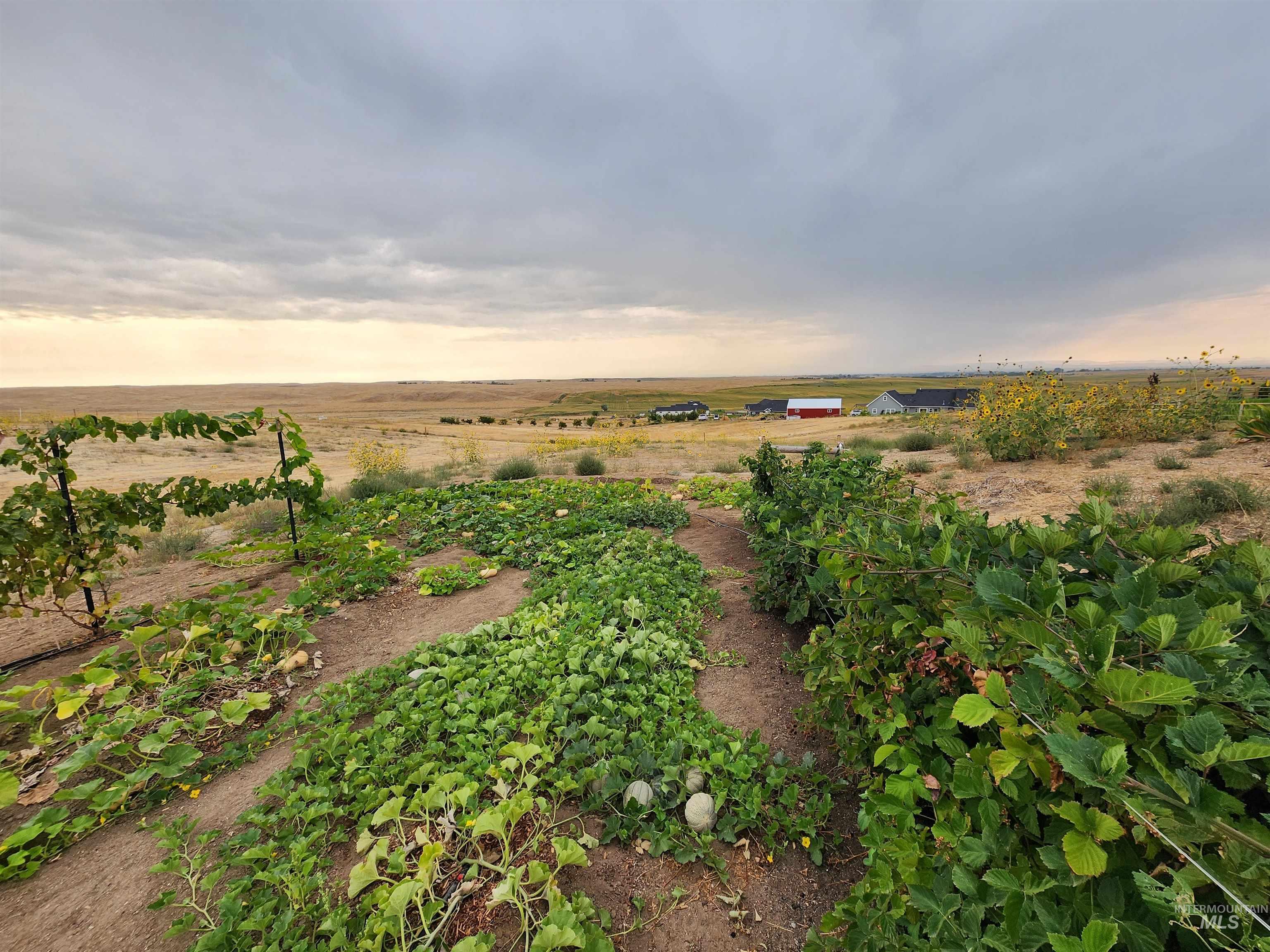 5800 Partridge Peak Avenue Caldwell, ID 83607 - Photo 45 of 50 View of yard with a rural view