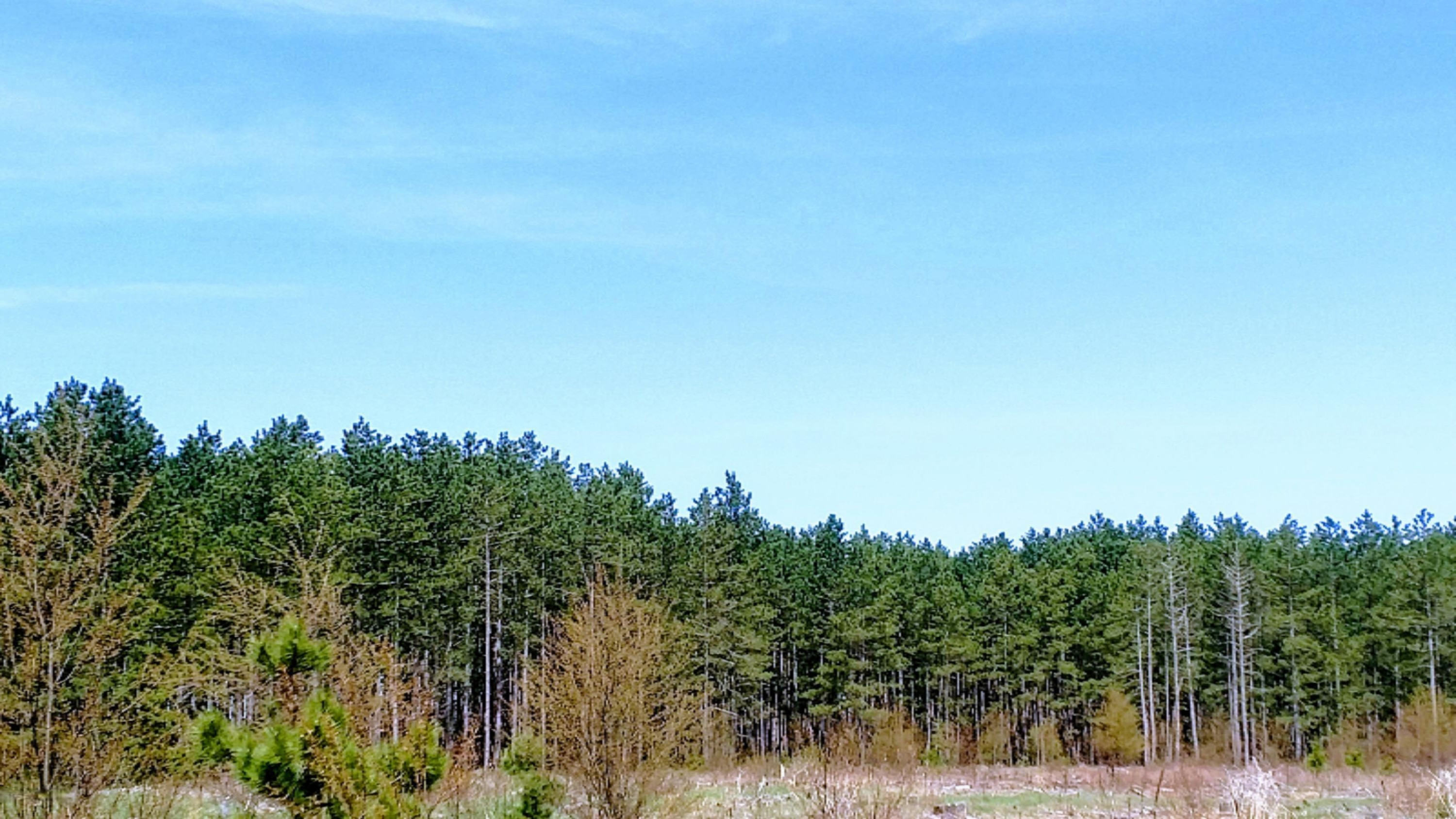 12.7-acres Lindroos Road Kaleva, MI 49645 - Photo 11 of 23 Open Spaces