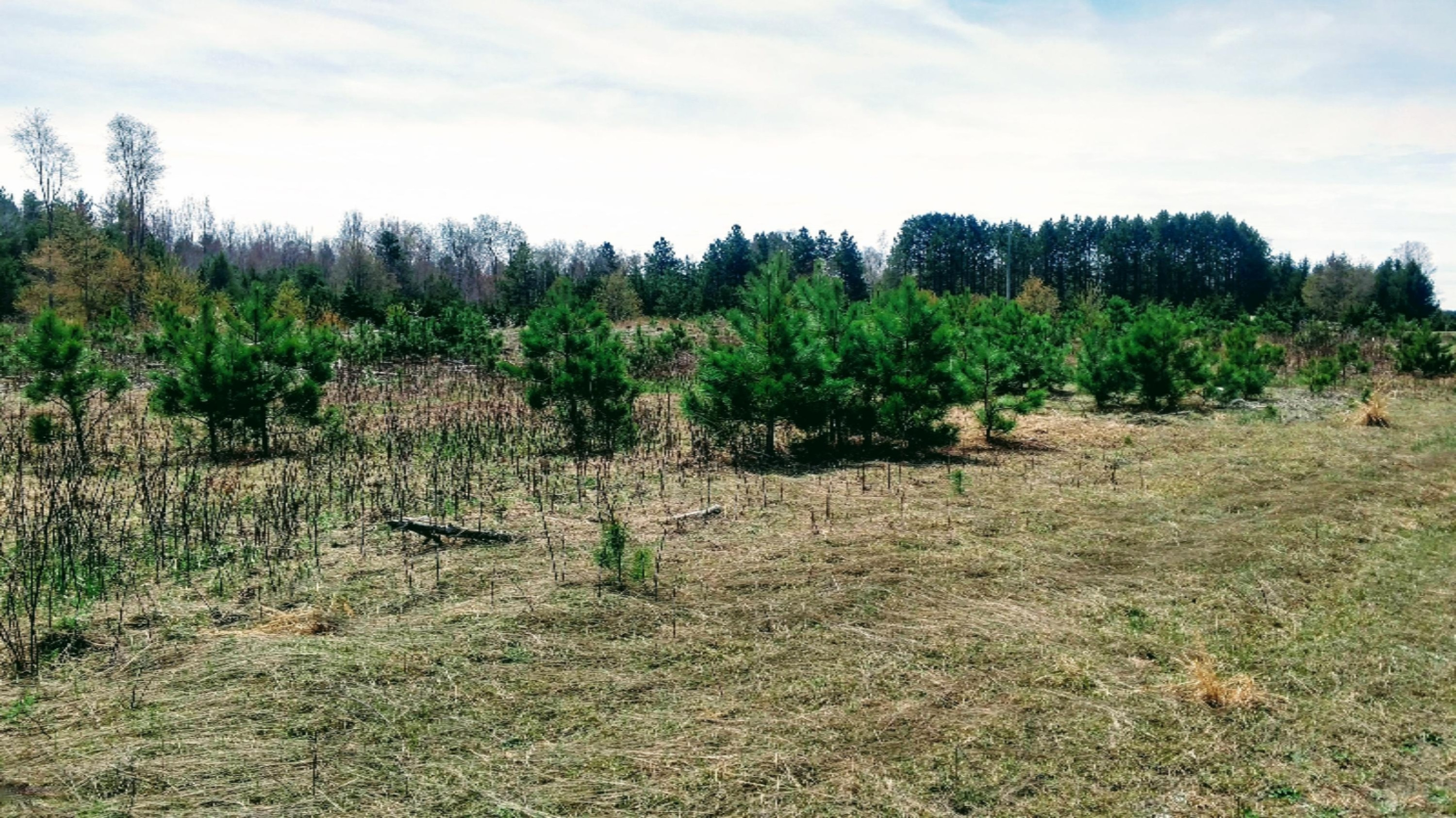 12.7-acres Lindroos Road Kaleva, MI 49645 - Photo 12 of 23 12.7 Country Acres