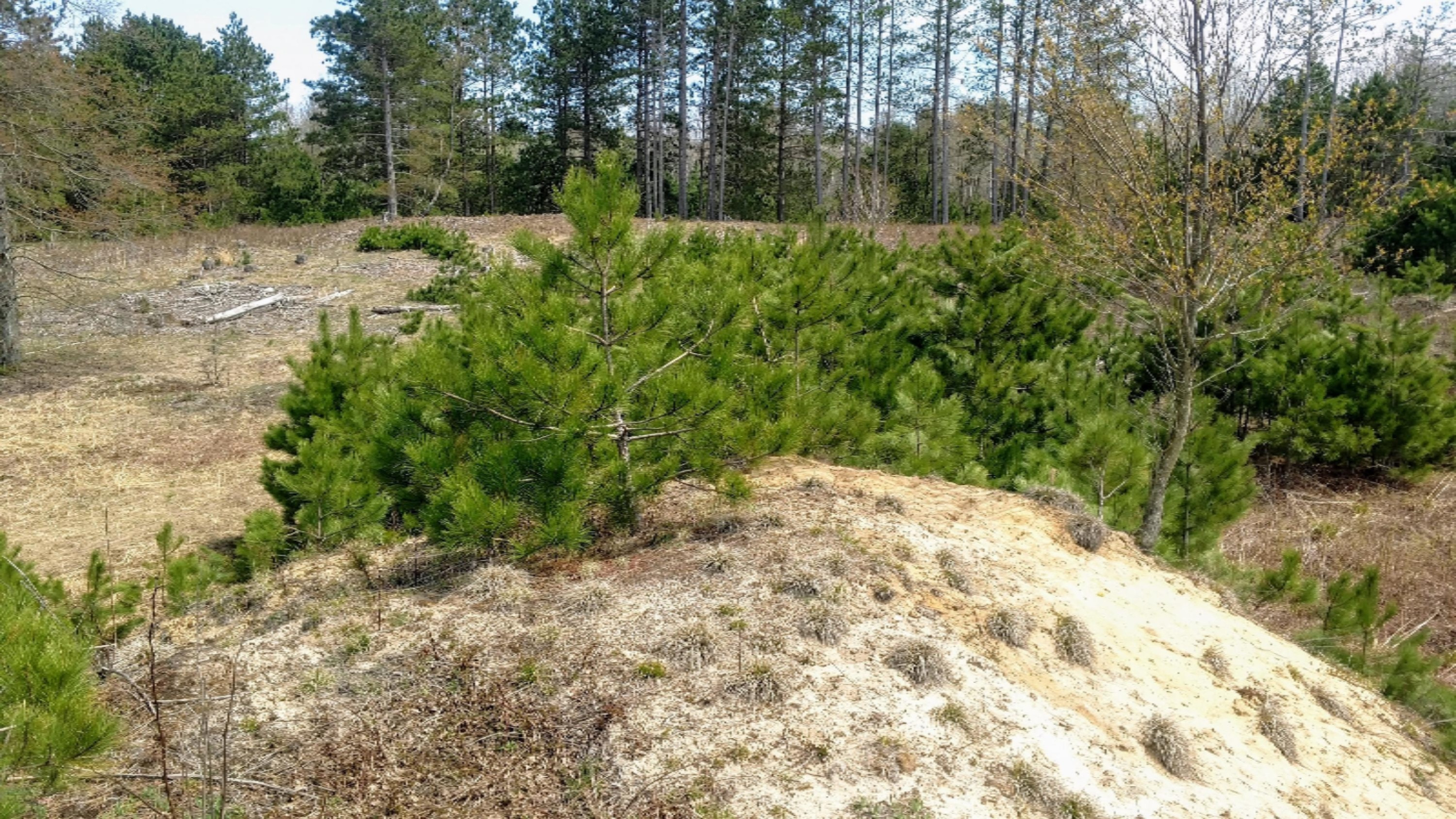 12.7-acres Lindroos Road Kaleva, MI 49645 - Photo 13 of 23 some contour