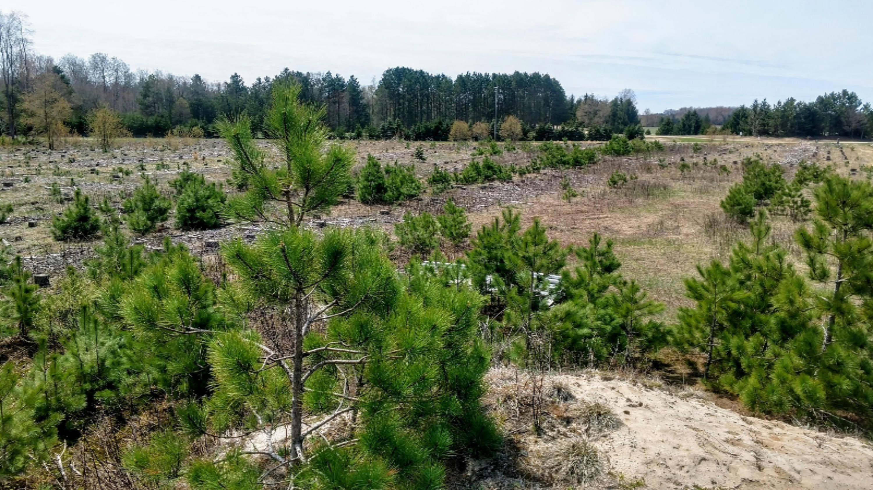 12.7-acres Lindroos Road Kaleva, MI 49645 - Photo 5 of 23 Near Kaleva