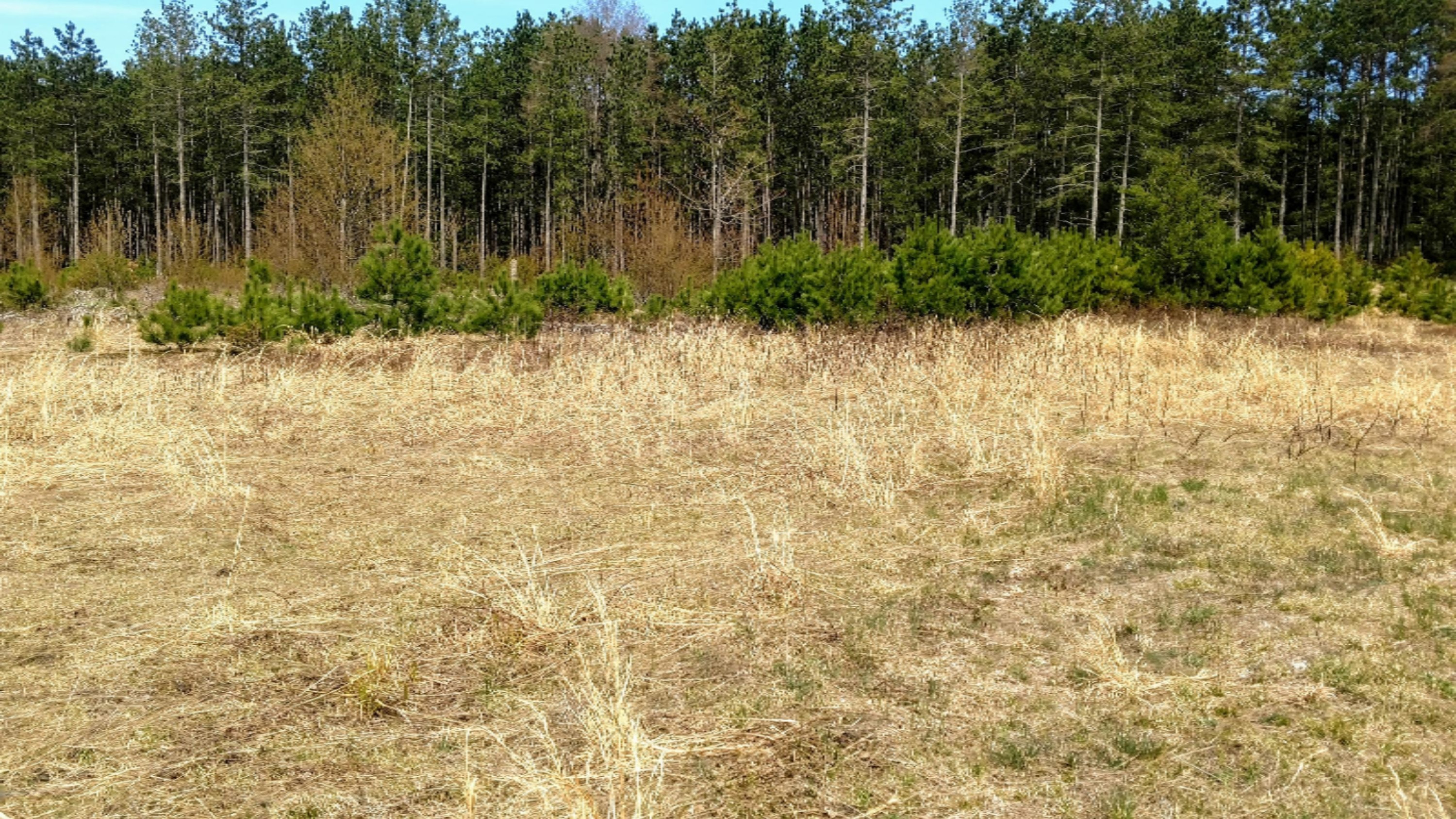 12.7-acres Lindroos Road Kaleva, MI 49645 - Photo 8 of 23 Grassy